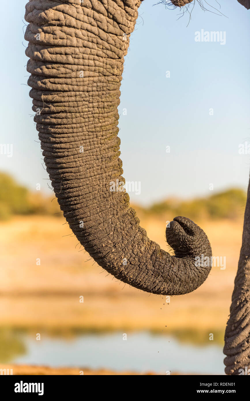 Afrikanischer Elefant Loxodonta africana gesehen im Hwange Nationalpark in Simbabwe. Stockfoto