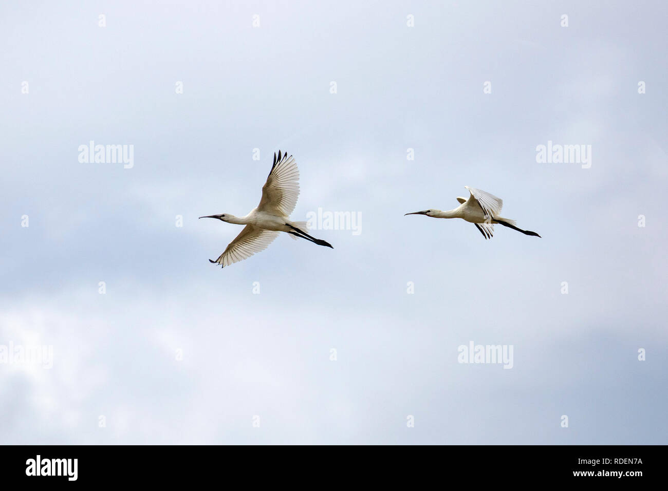 Die Niederlande, Rottumeroog oder Rottum Insel (unbewohnt), vom Wattenmeer die Inseln. Junge gemeinsame Löffler (Platalea leucorodia) Lernen t Stockfoto