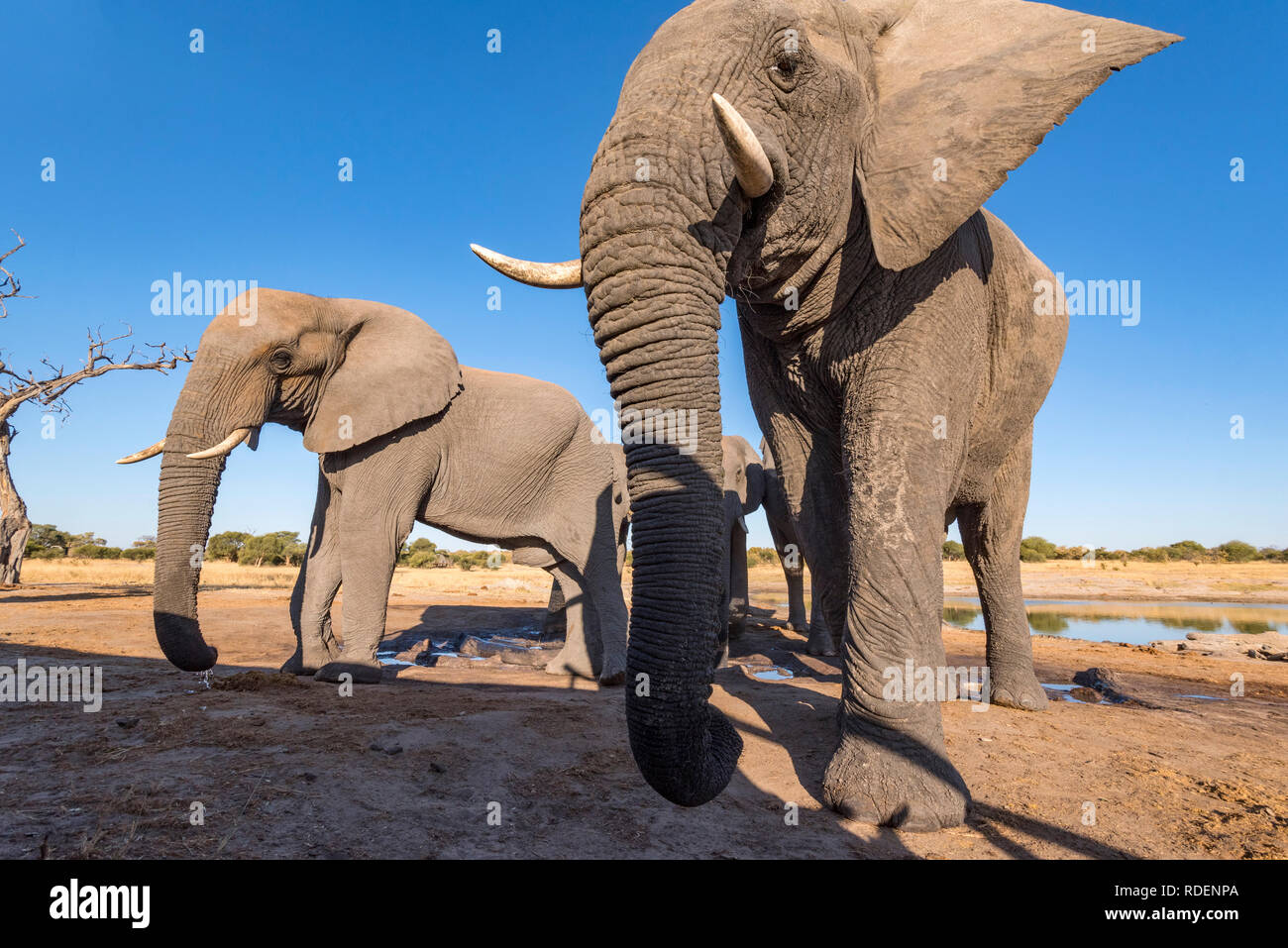 Afrikanischer Elefant aus einem undertground gesehen in Simbabwe Hwange National Park verstecken. Stockfoto