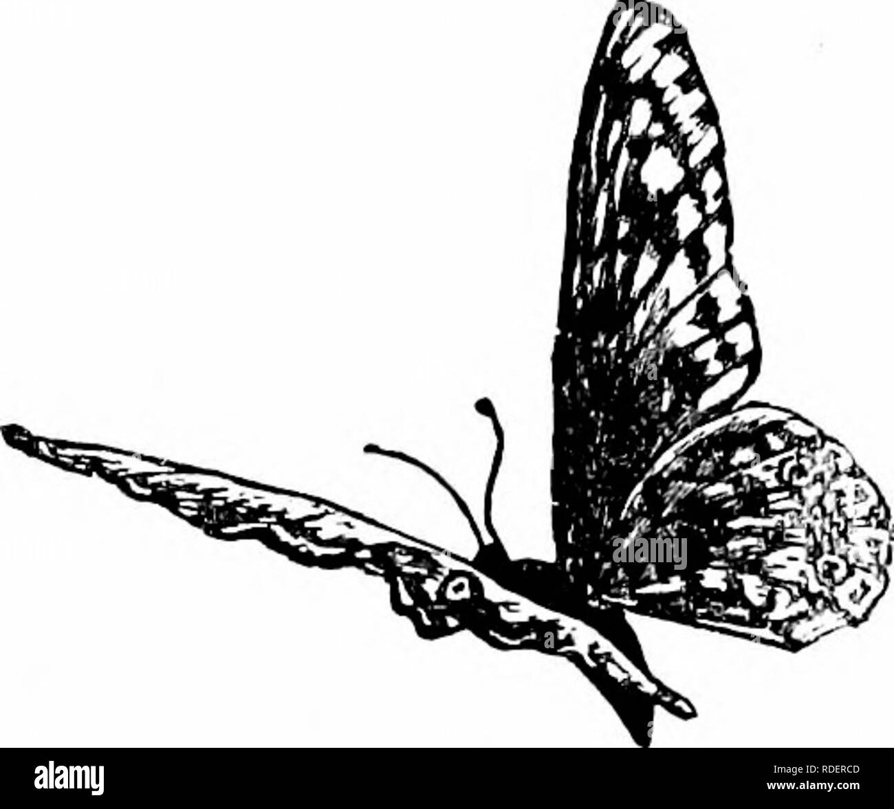 . Vögel des Westens; ein Bericht über das Leben und die Arbeit unserer gefiederten Freunde. Vögel. Vögel DES WEST 19 Die High Dive Der nighthawk, das Werfen der Fische in die Luft und fangen ihn vor dem Schlucken, wie der Kormoran, der Verstrebungen und pufSng und Blasen der Prairie Hühner, der Höhenflug der Lerchen, Falken und Adler sind nur useftd bedeutet, dass der Vogel Genuss. Apropos Konzerte, bitten Sie den Amseln.. Bitte beachten Sie, dass diese Bilder aus gescannten Seite Bilder, die digital für die Lesbarkeit verbessert haben mögen - Färbung und Aussehen dieser Abbildungen extrahiert werden kann Stockfoto