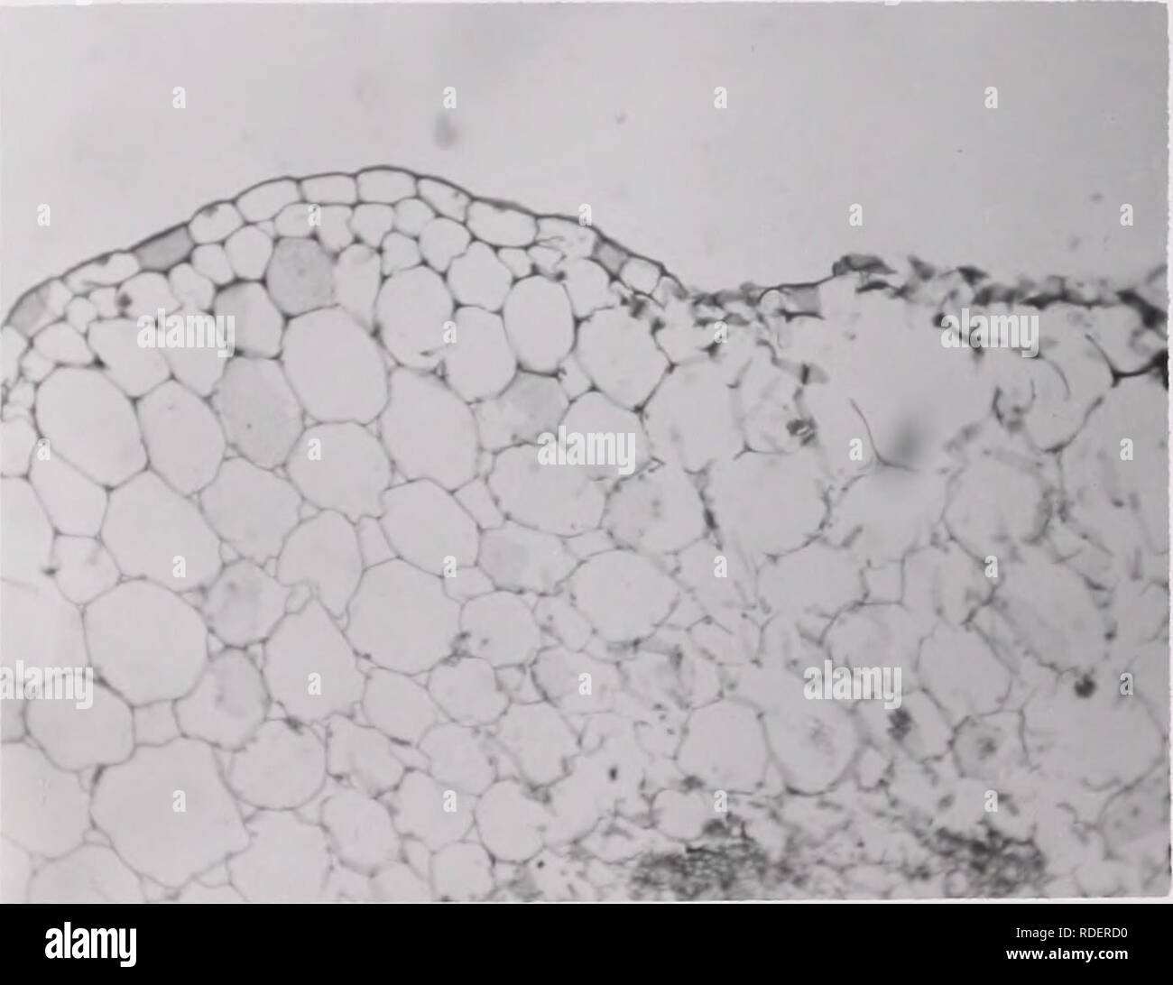 Auswirkungen Der Mineral Levels Auf Physiologie Und Morphologie