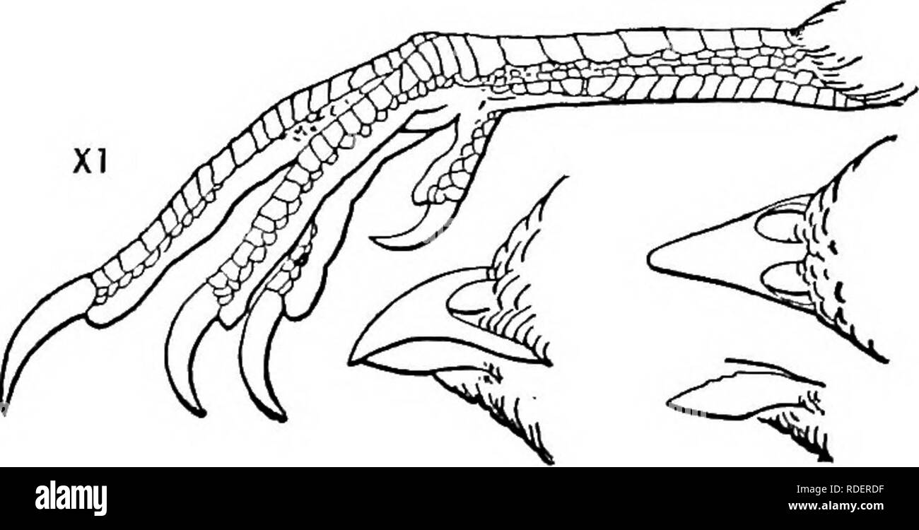 . Die Vögel von Nord- und Mittelamerika: ein Beschreibender Katalog der höheren Gruppen, Gattungen, Arten und Unterarten von Vögel in Nordamerika zu kommen, von der Arktis landet auf dem Isthmus von Panama, den Westindischen Inseln und andere Inseln der Karibik, und das Galapagos Archipel. Vögel. Abbildung 18.- Lophortyx californica. Bereich. - Pazifikküste der USA, Baja California, Arizona, New Mexico, West Texas, und nach Süden über West-ern und in Mexiko. (Drei Arten.)^*^ Lophortyx leucoprosopon Reichenow (Orn. Monatsb., iii, 189 S, 11 Abb. opp. s.97) Stockfoto
