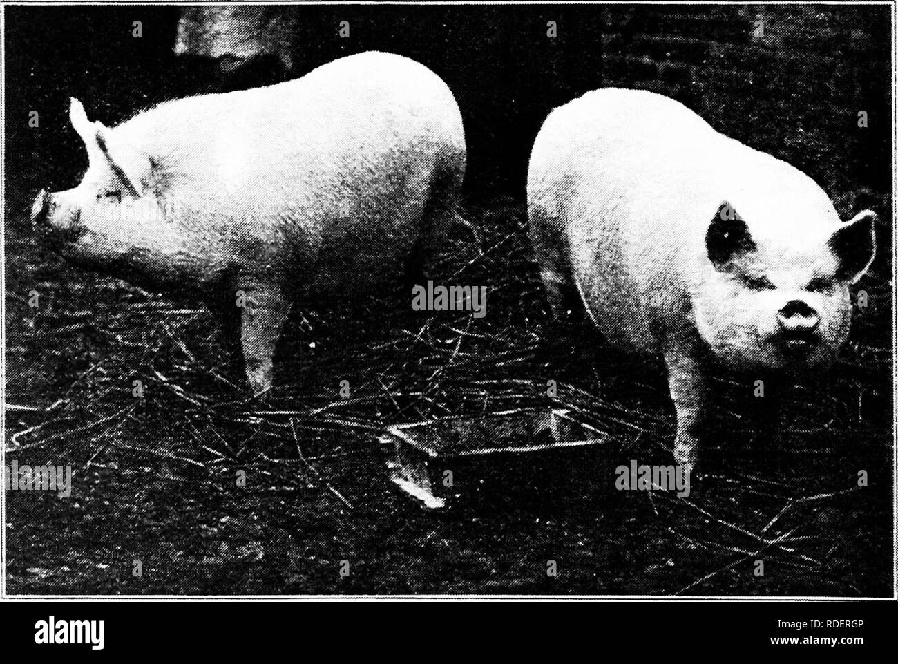 . Schweinegrippe: ein Buch für Studenten und Bauern. Schweinen. "Speck", wie es von Chicago Verpacker klassifiziert. Diese Schweine sind nicht für Wiltshire Seiten verwendet. Sie sind einfach Licht Schweine der Fett- oder Schweineschmalz Typ, wie auf der Abbildung sehr deutlich zeigt. Sie helfen, eine wachsende Nachfrage für Schlankere Fleisch versorgen. (Mit freundlicher Genehmigung von Illinois landwirtschaftliche Experiment Station.). Paar mittleren weißen Schubkarren; Preisträger im Smithfield Show, England.. Bitte beachten Sie, dass diese Bilder aus gescannten Seite Bilder, die digital für die Lesbarkeit verbessert haben mögen - Färbung und Aussehen dieser illust extrahiert werden Stockfoto