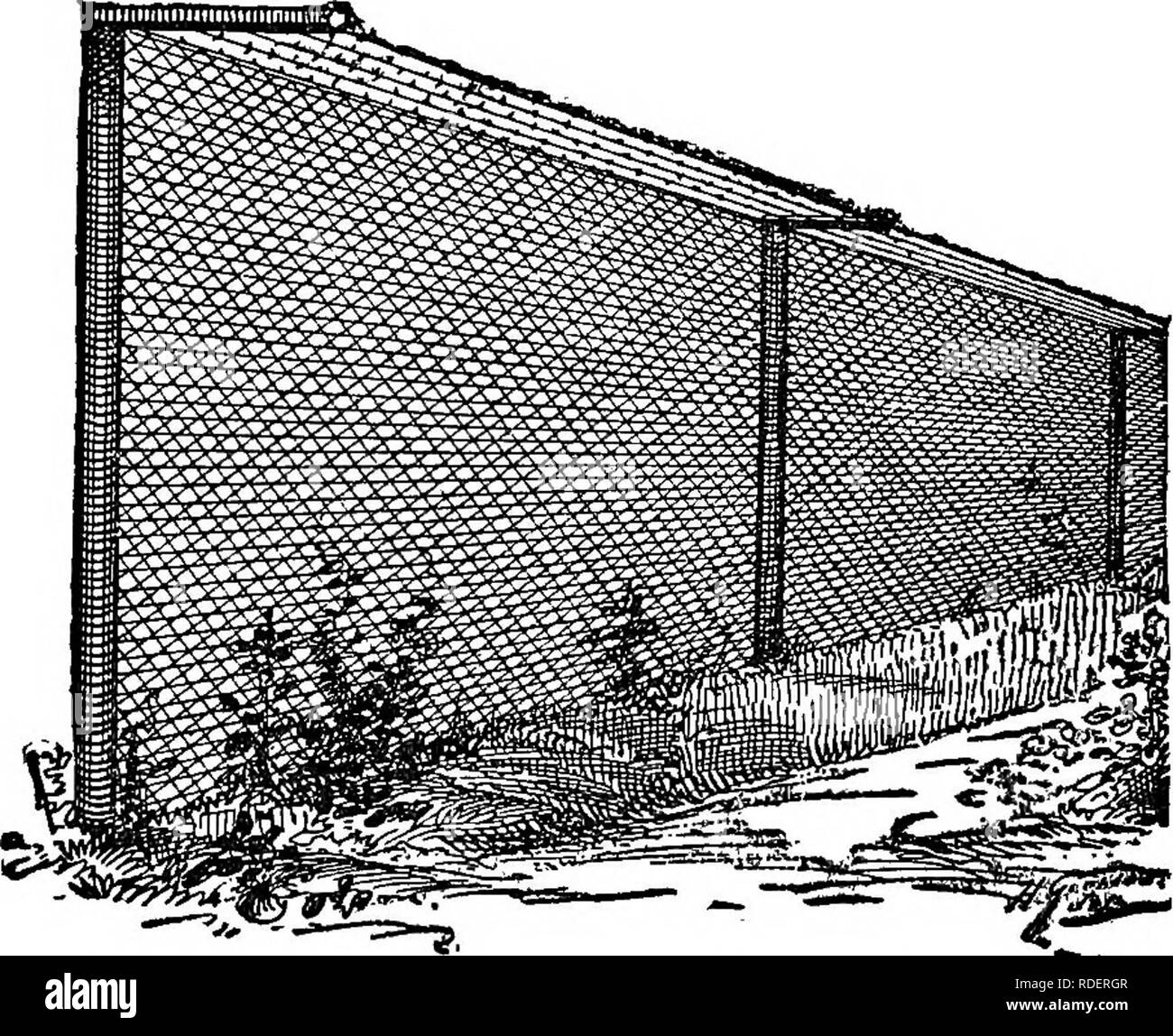 . Methoden des Anziehens der Vögel. Vögel. 64 METHODEN OP ZIEHT Vögel entziehen sich Katzen. Im Schnitt unter einem Cat-proof Zaun angezeigt wird, ist die Beschreibung des aus Lange "Unsere einheimischen Vögel": - "Wer wird die Kosten und Trou ble gehen - ich empfehle einen Zaun aus Maschendraht von 6 bis 8 Fuß hoch. In der Nähe der oberen Kante des Netting Befestigen von sechs auf zehn Leitungen, mit Schließen. Eine CAT-proof Zaun, außen aus gesehen (von Lange-** Unsere einheimischen Vögel") scharfe Widerhaken. Der Raum zwischen den Widerhaken - Drähte sollten von einem Zoll breit sein. Eine andere Möglichkeit wäre, auf die Post zu nageln Stockfoto