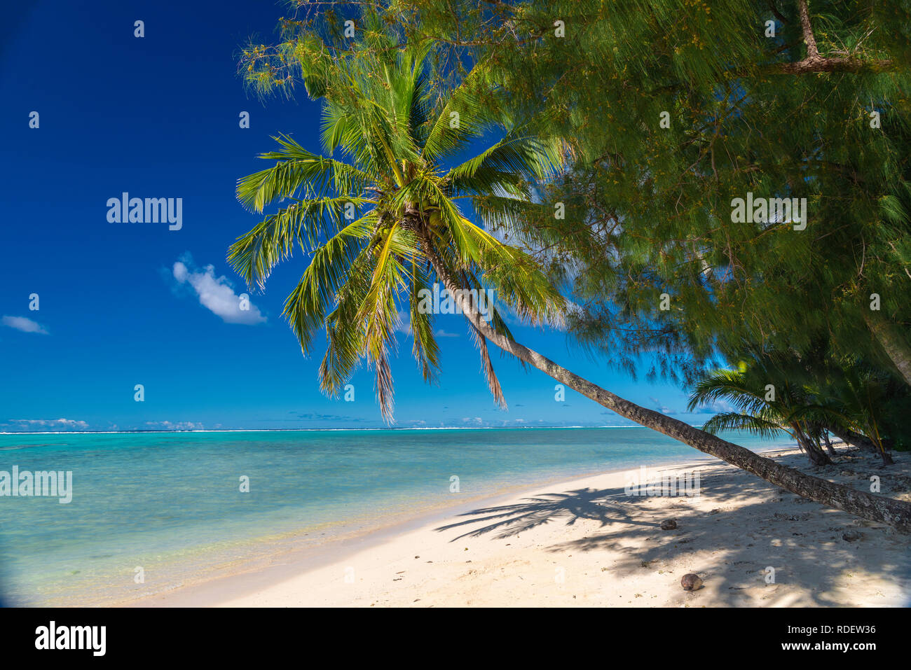 Schöner tropischer Strand mit Kokospalme überhängend ein idyllischer weißer Sandstrand auf der Insel Aitutaki, Cookinseln, Südpazifik Stockfoto