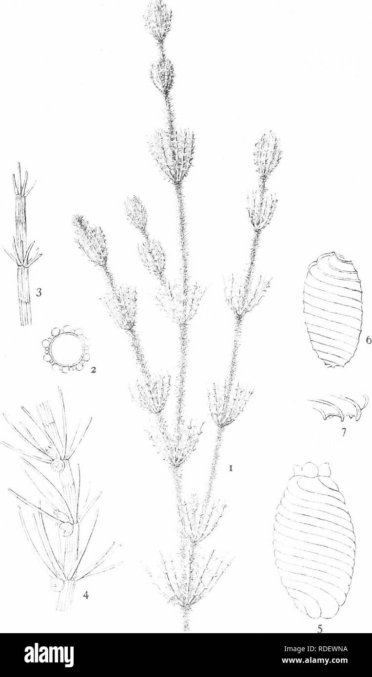 . Die britische Charophyta. Characeae. Platte XXXVIII. CHARA ACULEOLATA jB. C.&amp; ein. E. B.W. eld.. Bitte beachten Sie, dass diese Bilder sind von der gescannten Seite Bilder, die digital für die Lesbarkeit verbessert haben mögen - Färbung und Aussehen dieser Abbildungen können nicht perfekt dem Original ähneln. extrahiert. Groves, James; Bullock-Webster, George Russell, 1858 - Gemeinsame Thema. London, die Ray Gesellschaft Stockfoto