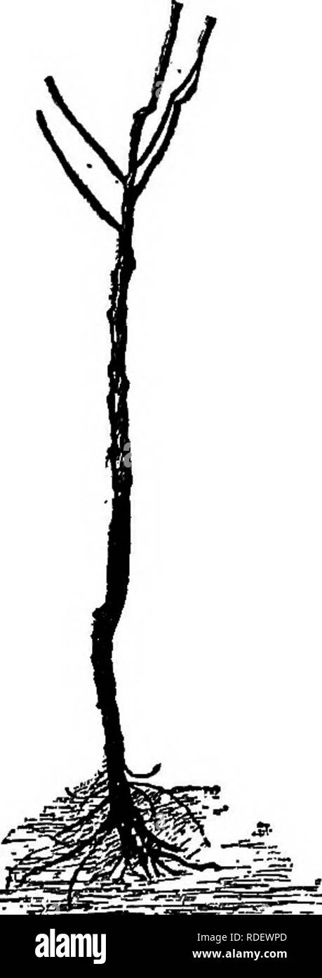 . Die amerikanische Obst culturist, mit Anweisungen für die Vermehrung und Kultur von allen Früchten in den Vereinigten Staaten angepasst. Obst - Kultur. 66 Umpflanzen. beschnitten Baum, und Abb. 105 das Gleiche mit dem schießt verkürzt wieder. Wo Pfirsich- und andere Bäume haben einmal jährlich bis zu einem einzelnen Stamm, während in der Nur-sery, der Modus der Verkürzung wird durch den Abbn. 105 und 106. Nur ein paar Experimente sind nötig, um die Vorteile der damit in die Triebe zu überzeugen. Vor einigen Jahren eine orchardist sorgfältig Hundertachtzig apple-Bäume zur guten mellow Boden verpflanzt. Stockfoto