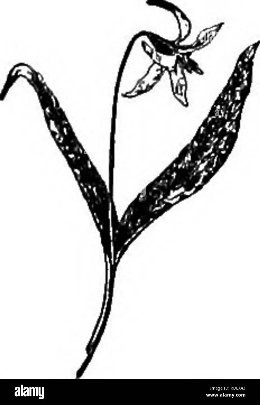 . Ausgewählte Western Flora: Manitoba, Saskatchewan, Alberta. Botanik; Botanik; Botanik. 20 ausgewählte WESTERN FLORA 1. T. cernuum, L. Blume weiß, rosa; Blütenblätter" recurved; Stiel gebogene nach unten, so dass die Blume in der Regel von den großen Laub Laub versteckt ist. Mai oder Juni. Feuchte Wälder, Mann. 11. Bell. Salomos Siegel. Blütenhülle 6-flügeligen; staubblätter 6, eingefügt über die Mitte der röhrenförmigen fällt, enthalten; Eierstock 3-celled mit zwei Eizellen in jeder Zelle; Style schlank, verbunden, und leicht abfallen, an dem Gemeinsamen; Beere schwarz in unserer Spezies. Mehrjährige Kräuter mit einfachen stammt aus kn Stockfoto