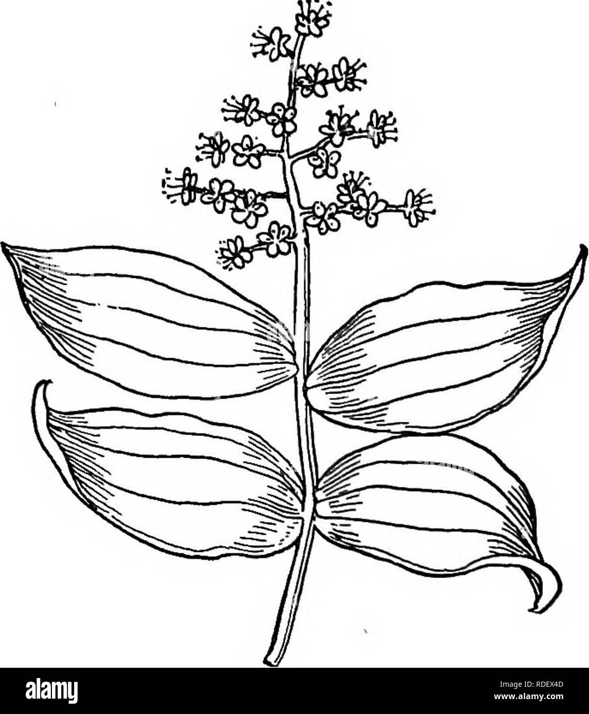 . Ausgewählte Western Flora: Manitoba, Saskatchewan, Alberta. Botanik; Botanik; Botanik. LILIACB^ lar Berry, gestreifte auf den ersten und dann dunkel. Man.-Alta. 17 feuchte Erde, gemeinsamen. 2. S. racemSsa, (L.) Desf. Blumen fast Stiellose in einem Terminal ra'-eme-l - "rispe; Staubblätter gilts; Wurzelstock stout und fleischig; berry Rot oder gesprenkelt; Ansonsten ähnelt der vorherigen. Feucht, edle Hölzer, man.-Alta.. Abb. 13. - Smilaoina racemosa. 4. MAIANTHEMUM. Blütenhülle 4-geteilt; Staubblätter 4; Eierstock 2-celled; stigma 2-partecI. Niedrige Kräuter mit wenigen-leaved stammt. 1. M. canadense, Desf. Stammzellen schlanke, glatte oder Bisschen Stockfoto