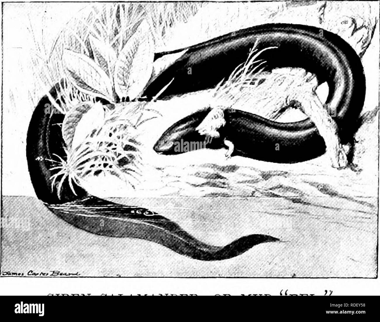 . Die American Natural History; eine Stiftung für nützliches Wissen der höheren Tiere von Nordamerika. Natural History. Wurm - wie Amphibien 371 sehr viel wie der Kongo "Schlange"; aber die Hinterbeine sind total abwesend, und externen Kiemen sind Con-spicuously vorhanden. Die vorderen Beine, die hinter den Kiemen nahe sind, sind größer als in jedem anderen der Aal - wie Salamander, und werden von einigen geringfügigen verwenden. Die Sirene Salamander, oder Schlamm - "Aal", "Unserer südöstlichen Staaten, hat vier Zehen an seinen Füßen, drei Paare von Gill Öffnungen, eine glatte Haut matt schwarze Farbe, und wenn völlig ad Stockfoto