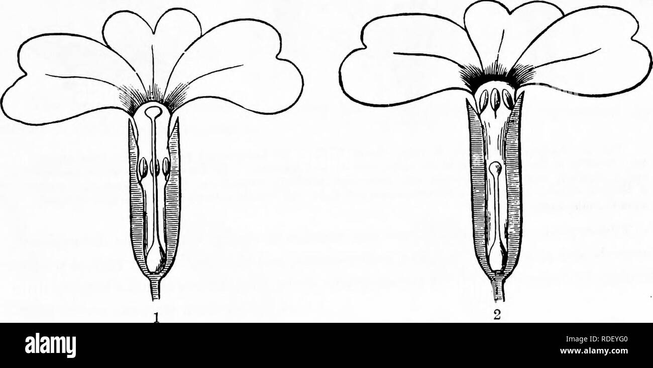 . Handbuch der Blume Bestäubung: auf Hermann Mu?ller Arbeit" die Befruchtung der Blüten durch Insekten". Düngung von Pflanzen. HETEROSTYLY 45 glaube ich nicht, dass dies eine Chance, Anordnung, aber eine Anpassung der Natur, obwohl ich jetzt nicht in der Lage, das Objekt, bin.' Sprengel wurde daher mit Dimorphismus' bekannt, aber seine Bedeutung wurde zuerst von Darwin löschen (siehe S. 8). Vaucher der Erste war der Trimorphism von Lythrum salicaria zu beobachten (1841, Hist. phys. Des Plantes d'Europa, II, S.341), und es wurde danach von Wirtgen (Verh. d. naturh bemerkt. Ver. Stockfoto