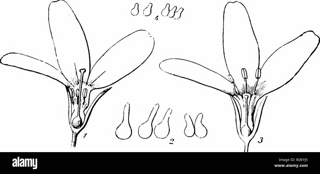 . Handbuch der Blume Bestäubung: auf Hermann Mu?ller Arbeit" die Befruchtung der Blüten durch Insekten". Düngung von Pflanzen. PRIMULACEAE 75 1829. S. saccharata Mill.-Besucher.-Loew die Biene Anthophora pilipes F. i, skg beobachtet. Im Berliner botanischen Garten. 1830. P, sinensis Sabine. (Ljungstrom, Bot. Nicht., Lund, 1884, S. 171-4.) - ljungstrom beobachtet cleistogamous Blumen auf Pflanzen dieser Arten unter Glas angebaut. Diese besassen eine glockenförmige Blütenkelch, und eine kurze geschlossen tubular Corolla, mit schwachen Anzeichen von Nocken und eines blass gelblich-grüne Farbe. Die antheren waren Stockfoto