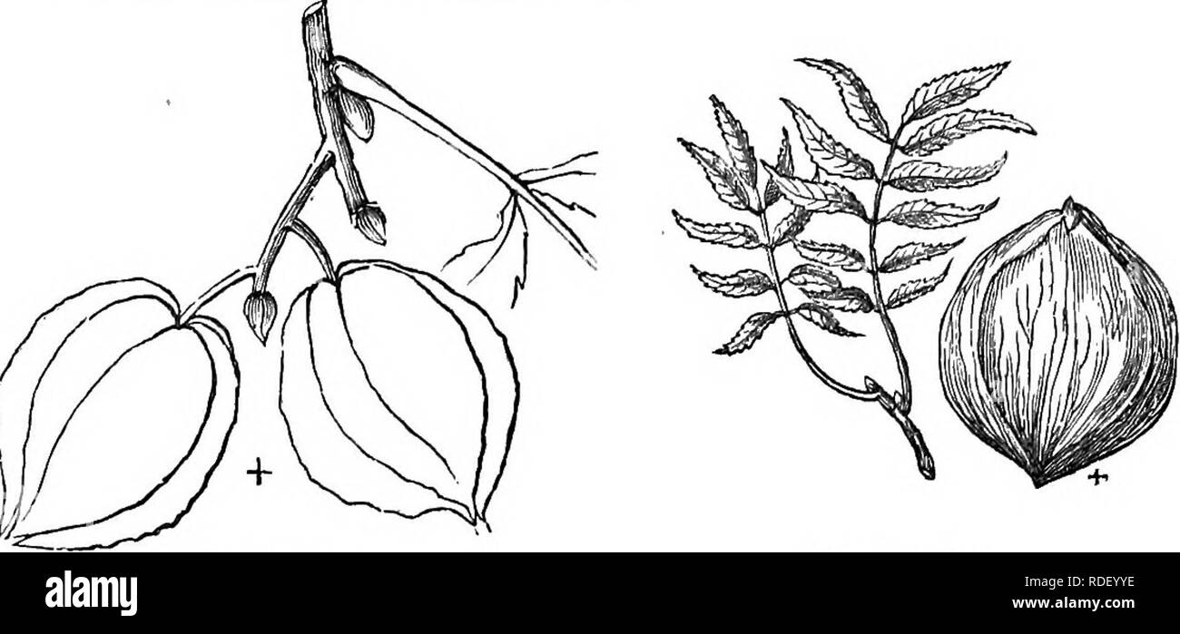 . Bäume und Sträucher: eine Übersicht des Arboretums et fruticetum britannicum: Mit der Hardy Bäume und schrubs von Großbritannien, einheimischen und ausländischen, wissenschaftlich und im Volksmund beschrieben: Mit ihrer Vermehrung, Kultur und verwendet und Gravuren auf fast alle Arten. Bäume, Sträucher, die Wälder und die Forstwirtschaft. 738 ARBORETUM ET FRUTICETUM BRITANNICUM. sind gezahnt, lange im Verhältnis zu ihrer Breite, und sehr ähnlich wie die Blätter eines Peach Tree. Die Schale ist dünn und die Muttern sind kleine, etwas rau, eine rötliche Farbe und sehr zart. Der Kernel ist in Falten und zu bitter. 1421. C. aq Stockfoto