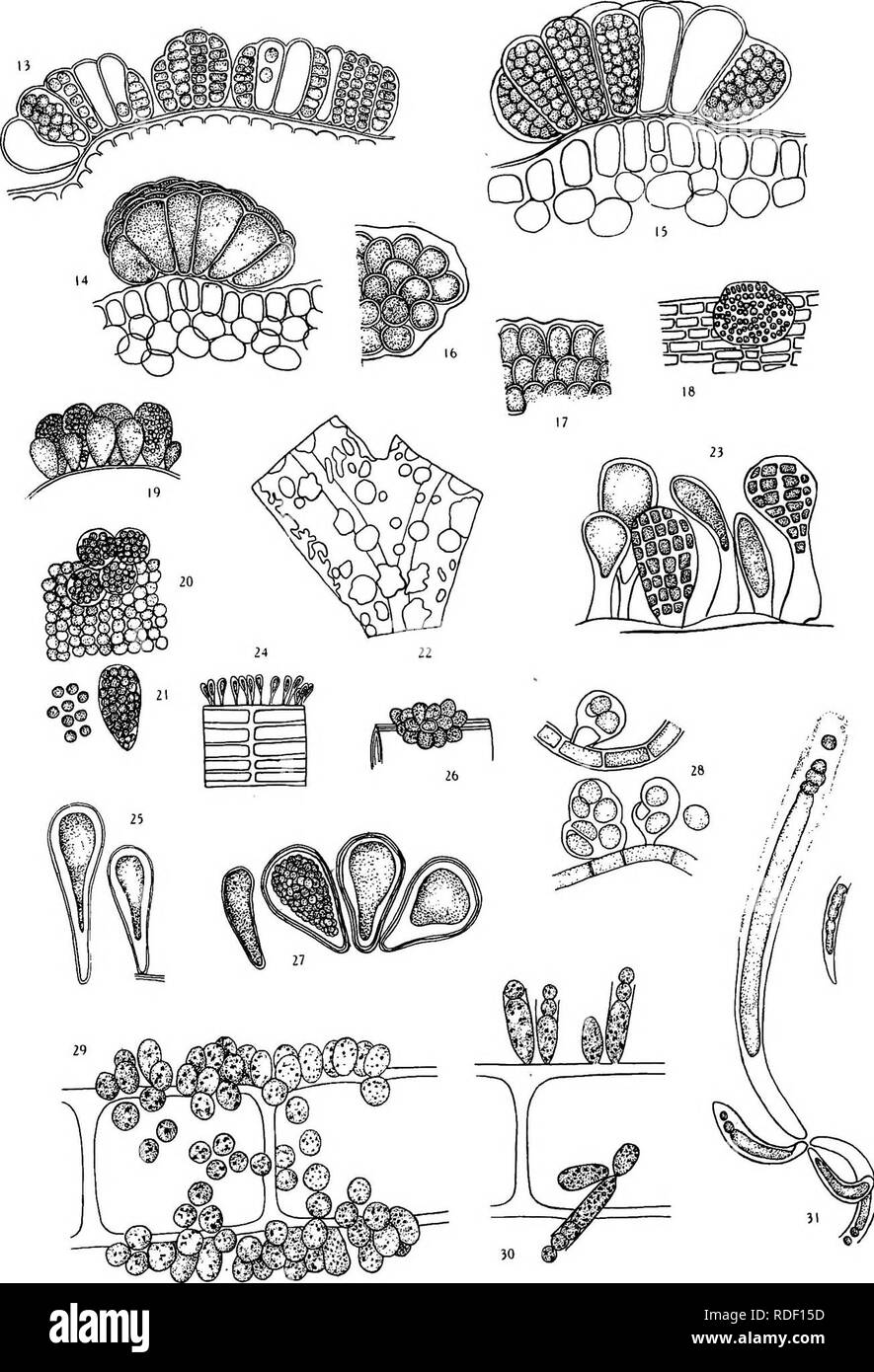 . Minnesota Algen. Algen; Algen. Platte III. Bitte beachten Sie, dass diese Bilder sind von der gescannten Seite Bilder, die digital für die Lesbarkeit verbessert haben mögen - Färbung und Aussehen dieser Abbildungen können nicht perfekt dem Original ähneln. extrahiert. Tilden, Josephine E. (Josephine Elisabeth). Minneapolis: Veröffentlicht durch die Autorität des Verwaltungsrats der Universität Stockfoto