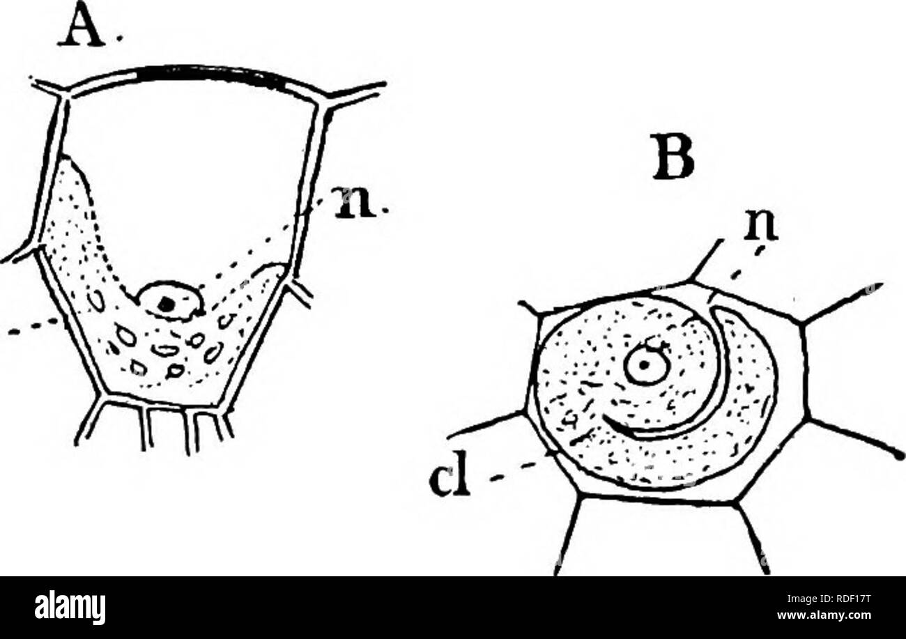 . Die Struktur und die Entwicklung der Moose und Farne (Archegoniatae). Anlage; Morphologie; Moose und Farne. XIII LYCOPODINE^ 529 chyma der Stammzellen die Chloroplasten offenbar von der gewöhnlichen Form sind, aber eine sorgfältige Prüfung shovvfs, dass sie alle miteinander verbunden sind und direkt auf die Bereiche der primären Plastiden in der jungen Zelle. In allen Fällen ist der Zellkern ist in Kontakt mit der chloroplasten oder Gruppe der Chloroplasten (Abb. 306). Der Charakter der Chloroplasten hier hat seine nächste Analogie in Anthoceros, wo gelegentlich eine Abteilung der Chloroplasten mit, vor allem in Th erfüllt ist. Stockfoto