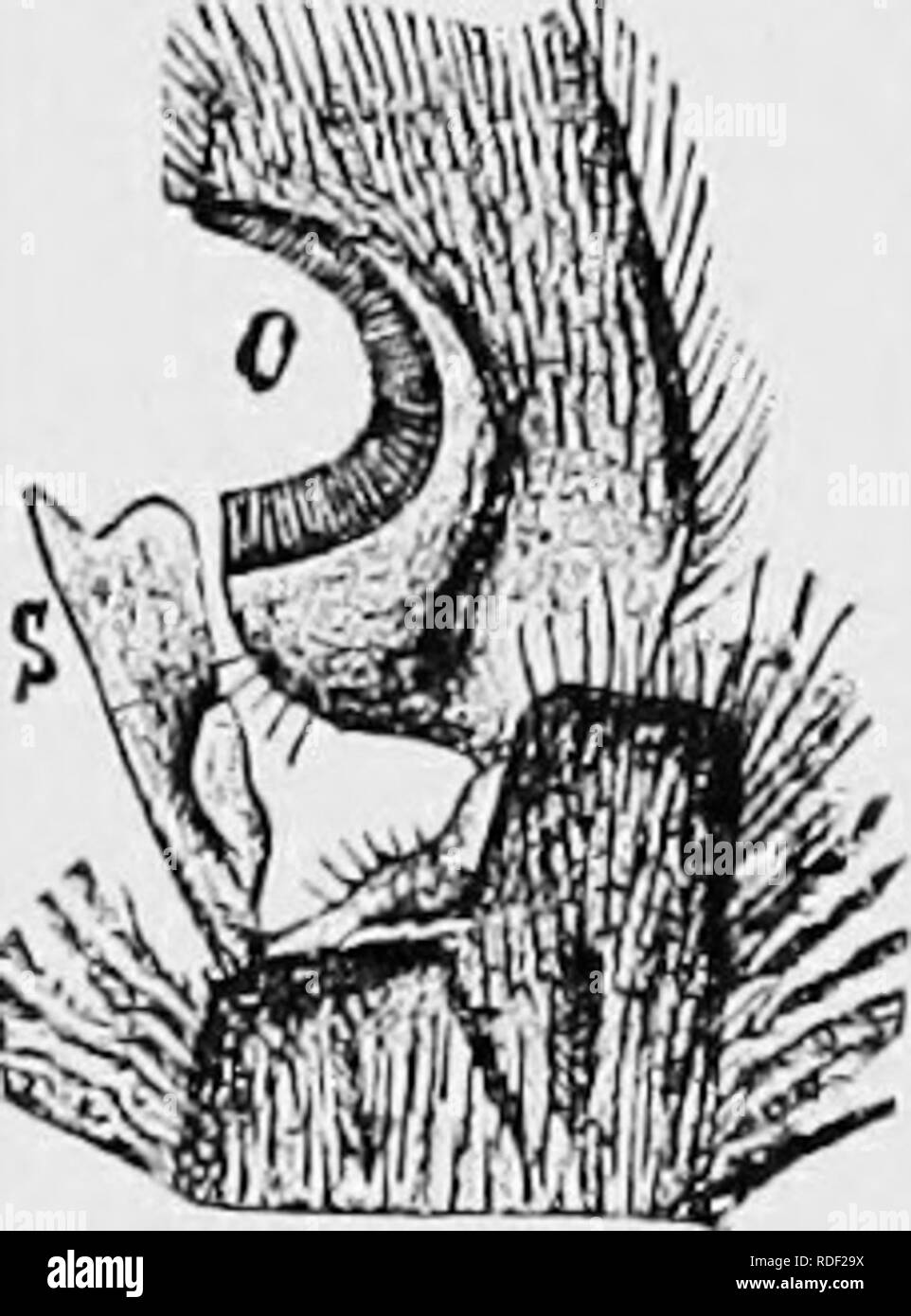 . Die Biene - der Keeper Guide: oder Handbuch der Imkerei. Biene Kultur; Bienen. 148 THB bke-kbkpbr guidb; sie genau zu verfolgen. Hier die Rate zweifellos hängt von der Königin. Die Beine des Arbeitnehmers - Bienen sind sehr seltsam verändert. Als sie außerordentlich in der Biene Wirtschaft nützlich sind, ist dies nicht verwunderlich. Wir finden in der fortschreitenden Entwicklung der Alle ani - Mals, dass solche Organe wie die meisten verwendet werden Die meisten geändert, und so werden wir sehen, warum die Beine und der Mund Organe der Arbeiter - Bienen sind so wunderbar entwickelt. Die reichlich vorhandenen compound Haare auf den ersten Gelenke der Beine sind sehr in der Arbeitnehmer markiert - Biene Stockfoto