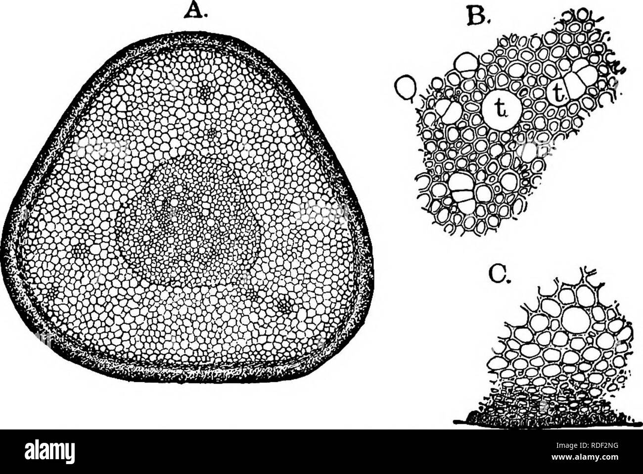 . Die Struktur und die Entwicklung der Moose und Farne (Archegoniatae). Anlage; Morphologie; Moose und Farne. 224 Moose und Farne CHAP. Der männliche Blütenstand des Polytrichaceae ist besonders auffällig, wie die Blätter direkt um die anthere - idia sind unterschiedlich in Form und Farbe von denen der Stammzellen. Sie sind breit und membranaceous, und mehr oder weniger deutlich rot gefärbt. Eine bekannte Besonderheit dieser Formen ist die Tatsache, dass sich das Wachstum der Stammzellen ist nicht durch die Bildung von antheridia aufgehört, aber nach dem letzten haben alle gebildet worden, die Achse sein Wachstum fortgesetzt und Stockfoto