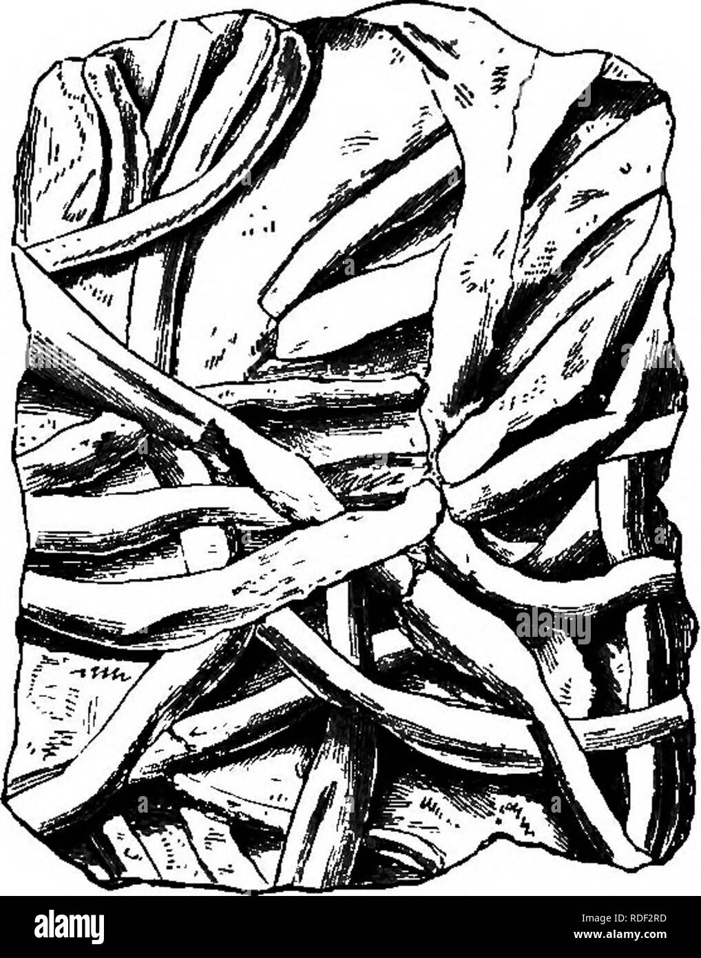 . Die geologische Geschichte der Pflanzen. Paläobotanik; 1888. 30 DIE GEOLOGISCHE GESCHICHTE VON PFLANZEN. Aufschriften zu PalcBOchorda, Palmphycus und ScoUthus haben ihre Orte hier. Viele Beispiele sehr anschauliche, die Art der Bildung der Eindrücke sind, die von der kanadischen Felsen (Abb. gewährt. 8). Verzweigung genannten Vordrucke Licrophycus von Billings, und einige von denen zu Buthotrephis, Halle, sowie strahlende Markierungen auf ScotoUthus, Gyrophyllites und terophycus, sind ex-plained durch die NL-ing burrows von Würmern durch Nathorst und der Autor illustriert. As-tropolithon, ein Stockfoto