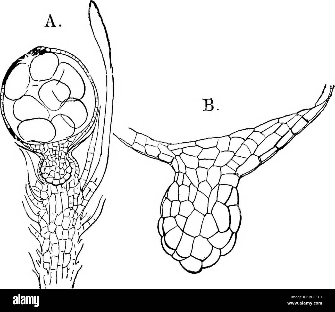 . Die Struktur und die Entwicklung der Moose und Farne (Archegoniatae). Anlage; Morphologie; Moose und Farne. Ich 86 Moose und Farne CHAP.geb, es sei denn, das Verhältnis der columella und äußeren Spore-sac. Die erste Spaltungen in der Embryo entsprechen genau denen in Andrecea und die Bryales, und eine Zeit lang die jungen Embryo wächst von einem beidseitigen apikalen Zelle. Die sekundäre Geschäftsbereiche in den Segmenten sind jedoch ganz anders als in anderen Moss beobachtet, und sind wie die in der anthere - Idium. Anstelle der ersten Wand der Division des Segments in gleiche Teile, so teilt es sehr ungleichen Stockfoto