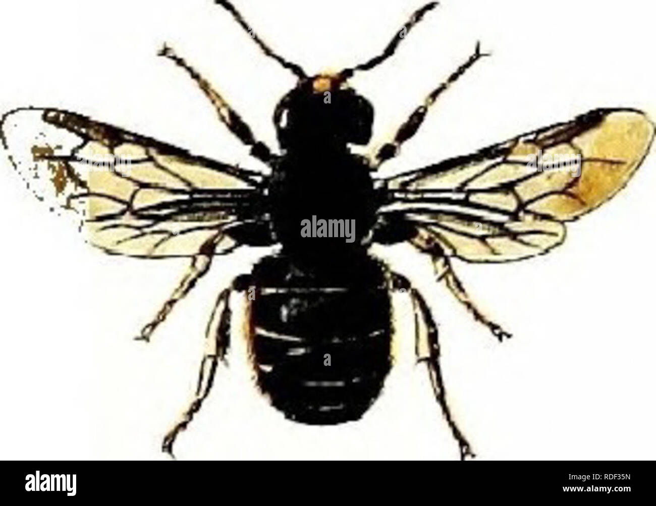. Britische Bienen: Eine Einführung in das Studium der Naturgeschichte und der Wirtschaft der Bienen indigenen zu den Britischen Inseln. Bienen; Hymenoptera. . Bitte beachten Sie, dass diese Bilder sind von der gescannten Seite Bilder, die digital für die Lesbarkeit verbessert haben mögen - Färbung und Aussehen dieser Abbildungen können nicht perfekt dem Original ähneln. extrahiert. Shuckard, William Edward, 1802-1868. London: Reeve Stockfoto