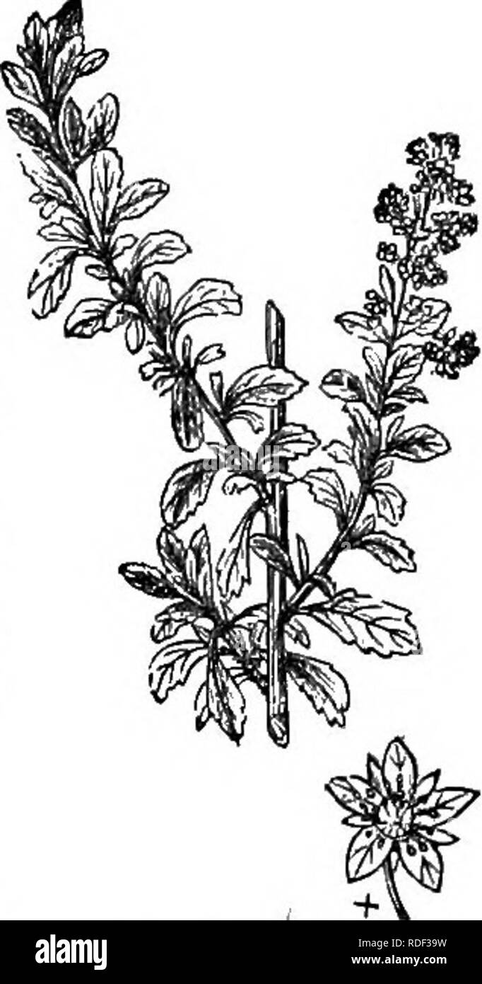 . Bäume und Sträucher: eine Übersicht des Arboretums et fruticetum britannicum: Mit der Hardy Bäume und schrubs von Großbritannien, einheimischen und ausländischen, wissenschaftlich und im Volksmund beschrieben: Mit ihrer Vermehrung, Kultur und verwendet und Gravuren auf fast alle Arten. Bäume; Sträucher; Wälder und Forstwirtschaft. in großer Fülle produziert; und wenn der Strauch ist, um Platz zu ex erlaubt - pand auf jeder Seite, es bildet ein sehr schönen Busch in der Blütezeit. Es macht schöner Garten Hecken, und wird die Schere, die früher angewendet wurden, es in künstlichen Formen, Gestalten, wenn topia Stockfoto