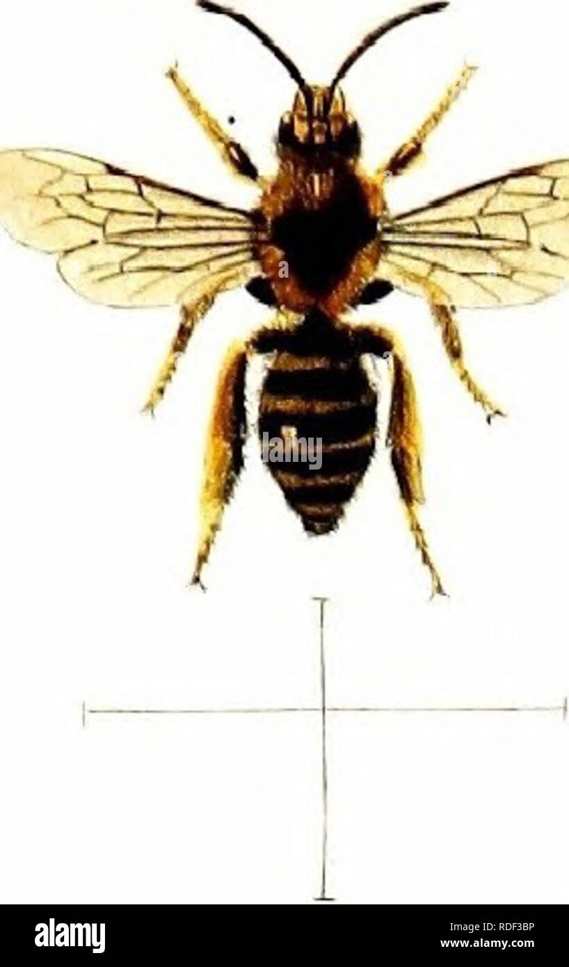 . Britische Bienen: Eine Einführung in das Studium der Naturgeschichte und der Wirtschaft der Bienen indigenen zu den Britischen Inseln. Bienen; Hymenoptera. , Streitbeilegung, y. Bitte beachten Sie, dass diese Bilder sind von der gescannten Seite Bilder, die digital für die Lesbarkeit verbessert haben mögen - Färbung und Aussehen dieser Abbildungen können nicht perfekt dem Original ähneln. extrahiert. Shuckard, William Edward, 1802-1868. London: Reeve Stockfoto