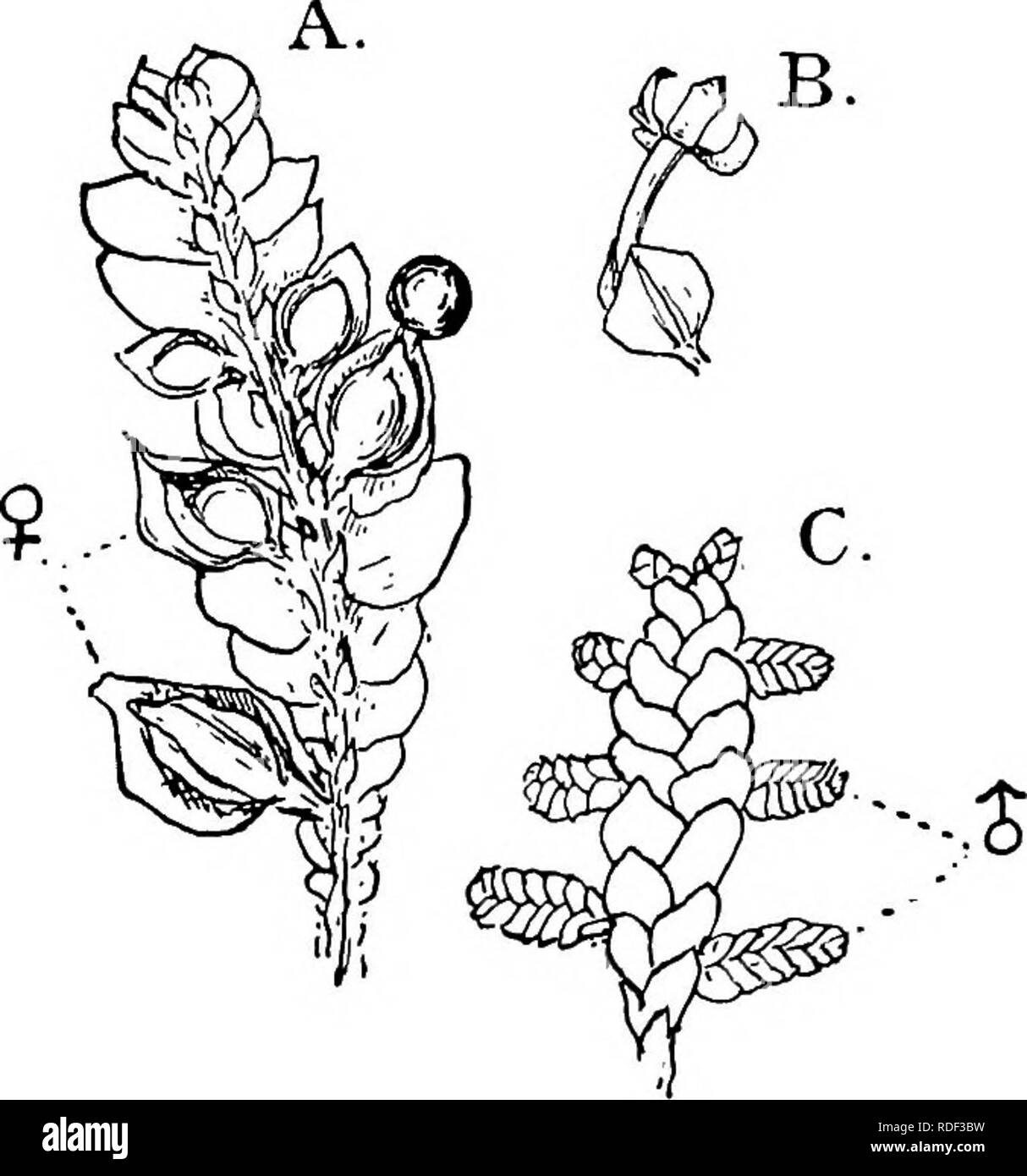 . Die Struktur und die Entwicklung der Moose und Farne (Archegoniatae). Anlage; Morphologie; Moose und Farne. 102 Moose und Farne CHAP. rhizoids auf das Substrat, gibt es eine Reihe von viel kleineren Blätter (amphigastria), mehr oder weniger unregelmäßig entsorgt werden. Die dorsale Blätter, von oben gesehen, sind fast oval, aber jeder hat einen kleineren ventralen lobe, an der Spitze hingewiesen, und Eng appressed auf die untere Fläche der viel größeren dorsalen lobe. Die ventrale Lappen ähneln die amphigastria, sowohl in Form und Größe, und mit der letzteren Form offenbar drei Reihen von Blättern auf der ventralen Seite des Stockfoto