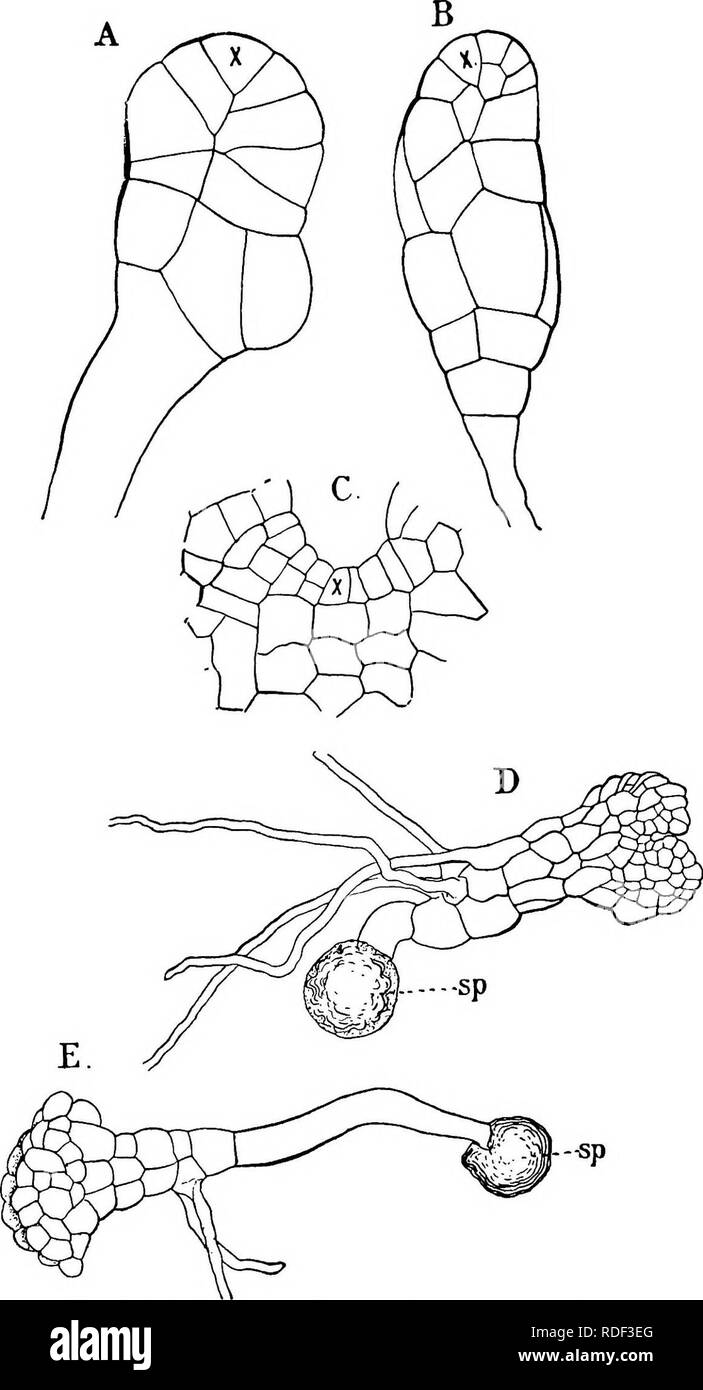 . Die Struktur und die Entwicklung der Moose und Farne (Archegoniatae). Anlage; Morphologie; Moose und Farne. Abb. 29.- Fimbriaria Californica. A, B, Junge Pflanzen im optischen Bereich, in dem die einzigen zwei-seitig apikalen Zelle (, RJ, X260; C, horizontalen Abschnitt von einer älteren Anlage mit einem vier-seitig initial (, x), X425; D, E, zwei junge Pflanzen, D von unten, E aus der sidfe, X8.. Bitte beachten Sie, dass diese Bilder sind von der gescannten Seite Bilder, die digital für die Lesbarkeit verbessert haben mögen - Färbung und Aussehen dieser Abbildungen können nicht perfekt dem Original ähneln. extrahiert. Campb Stockfoto