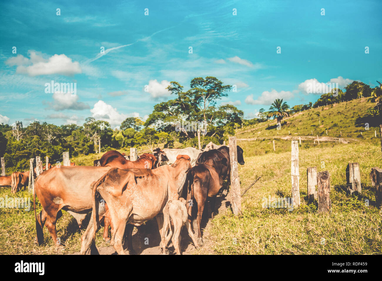 Die Sammlung der Rinder auf der kleinen Farm Stockfoto