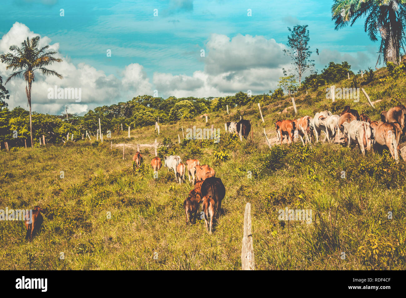 Die Sammlung der Rinder auf der kleinen Farm Stockfoto