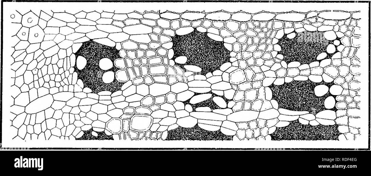 . Gummosis von Prunus &Amp; Citrus... Pflaume; Gummosis; Obst. Bemerkungen zu Squamosis und Exantheme der Zitrusfrüchte. 147 histologisch identisch mit denen in gummosis gebildet, sondern sind sogar gefunden, meines Wissens, auf die Triebe von jungen Bäumen, die von dieser Krankheit betroffen. Diese Form der exantheme nicht erforderlich, daher werden weiter untersucht. In der Entwicklung der erumpent pustule treffen wir uns mit einem Charakter nicht in gummosis beobachtet. Aufgrund der Druck von unten, die Epidermis, Brüche und die kortikale Zellen beginnen sich zu vermehren, die wuchernden Zellen, auf den ersten Sub-epidermale, schrittweise Verlängerung d Stockfoto