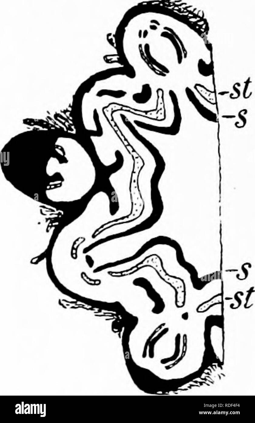 . Fossile Pflanzen: für Studenten der Botanik und Geologie. Paläobotanik. 424 PSAEONIEAE [CH. Ptychopteris ist dargestellt durch Fontaine und White^ von Virginia als Caulopteris gigantea. Position der Psaronius. Ein Vergleich der mit dem Marattiaceae Psaronius und andere neue Farne führt zu der Schlußfolgerung, daß die Beweise für die Anzeigen in der Regel gehalten, nämlich, dass diese Gattung ist enger mit der Marattiaceae verwandt, als auf alle anderen neueren Farne. Es ist jedoch wichtig, nicht zu über-sehen die Unterschiede zwischen Psaronius und die jüngsten Gattungen der Marattiaceae, oder die Ähnlichkeiten zw. Stockfoto