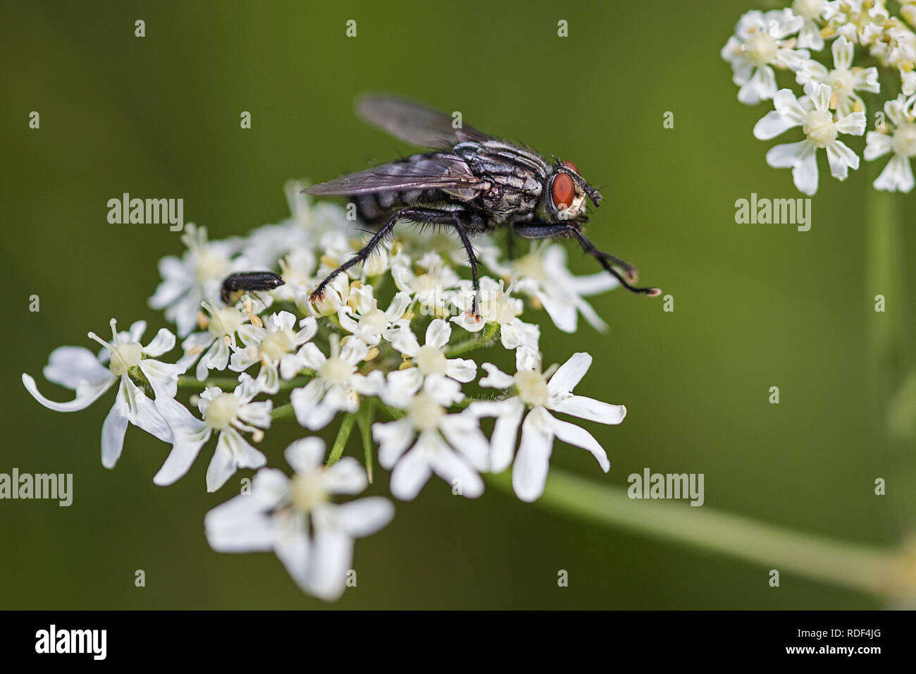 Fleisch fliege Makrofotografie, sitzend auf eine weiße Blume Stockfoto