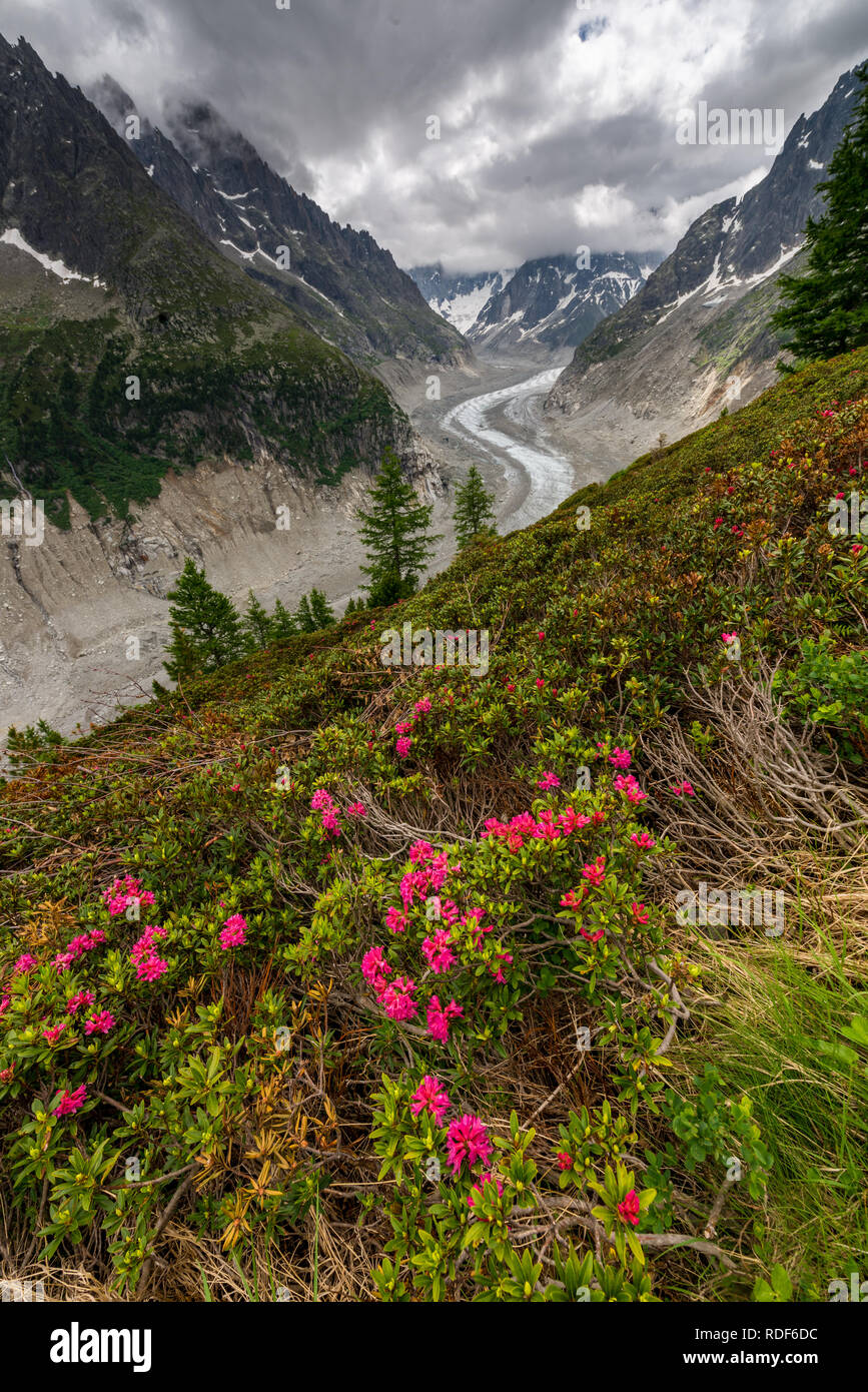 Alpenrosen vor Mer de Glace Gletscher bei Montenvers, Chamonix Stockfoto