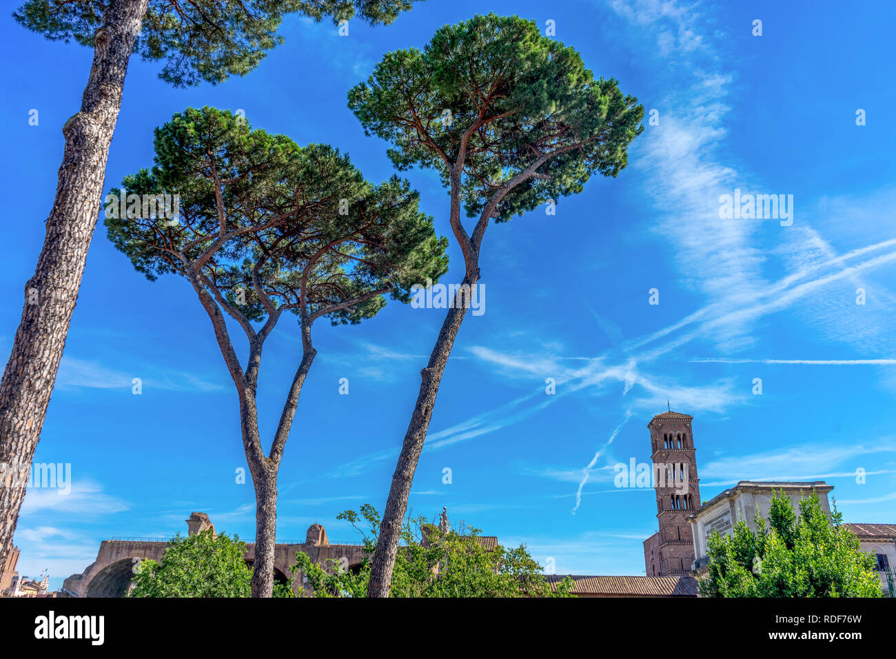 Europa, Italien, Rom, Forum Romanum, eine Gruppe von Palmen, die neben einem Baum Stockfoto