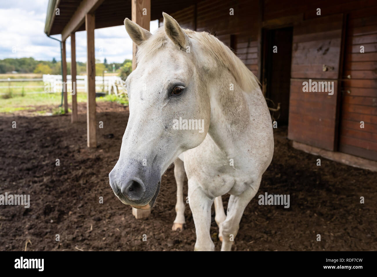 Eine merkwürdige weiße dapple Quarter Horse neugierig Ansätze außerhalb von der offenen Scheune. Sonnigen Sommertag im ländlichen Pennsylvania Landschaft Ackerland. Stockfoto