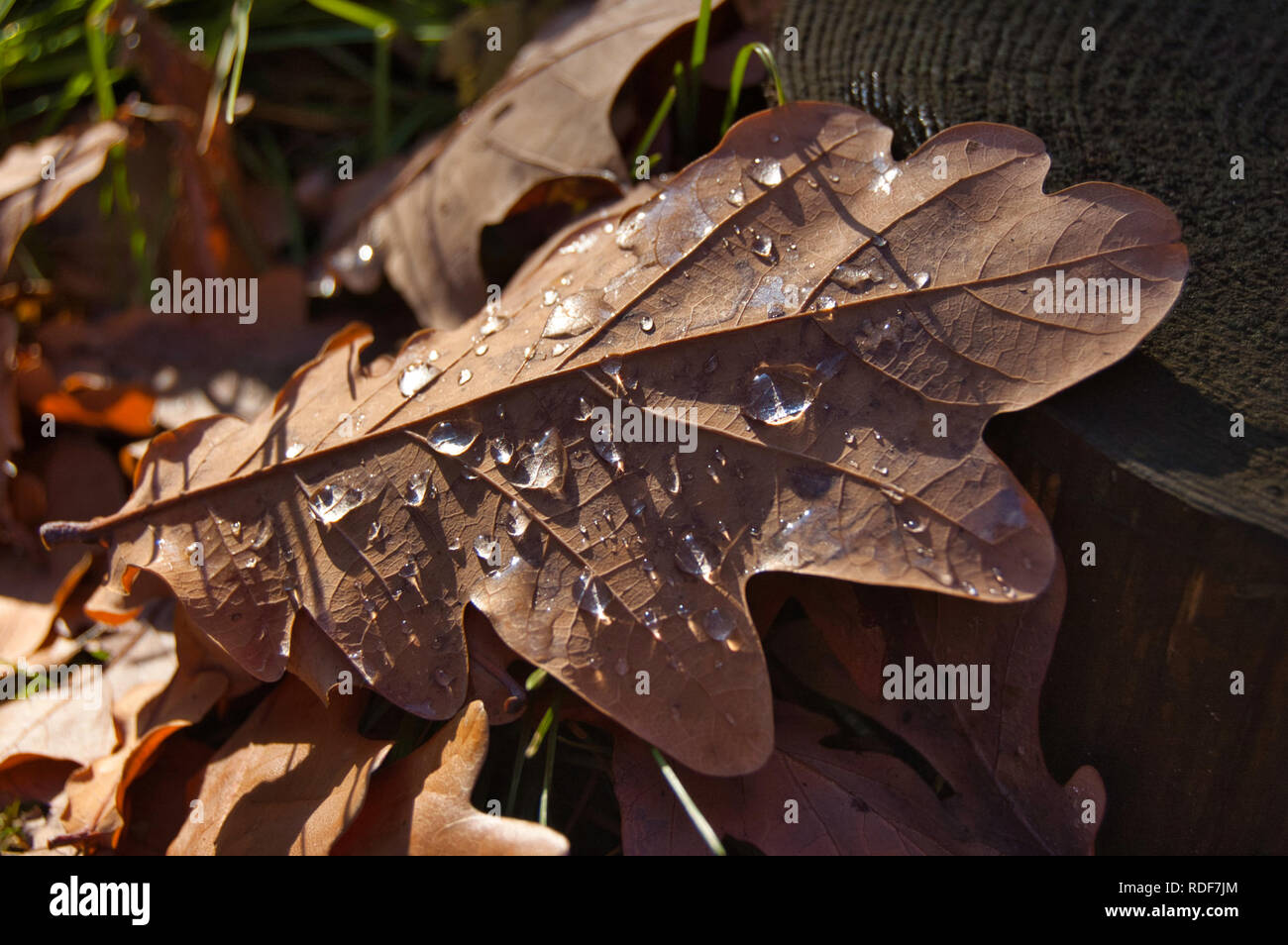 Braun, eiche Blatt mit Wassertropfen auf dem Boden liegend Stockfoto