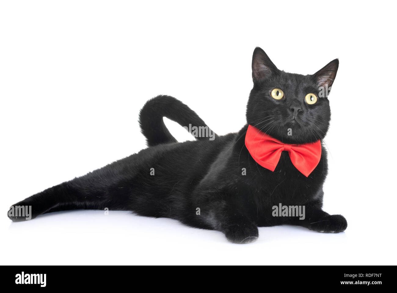 schwarze Katze vor weißem Hintergrund Stockfoto