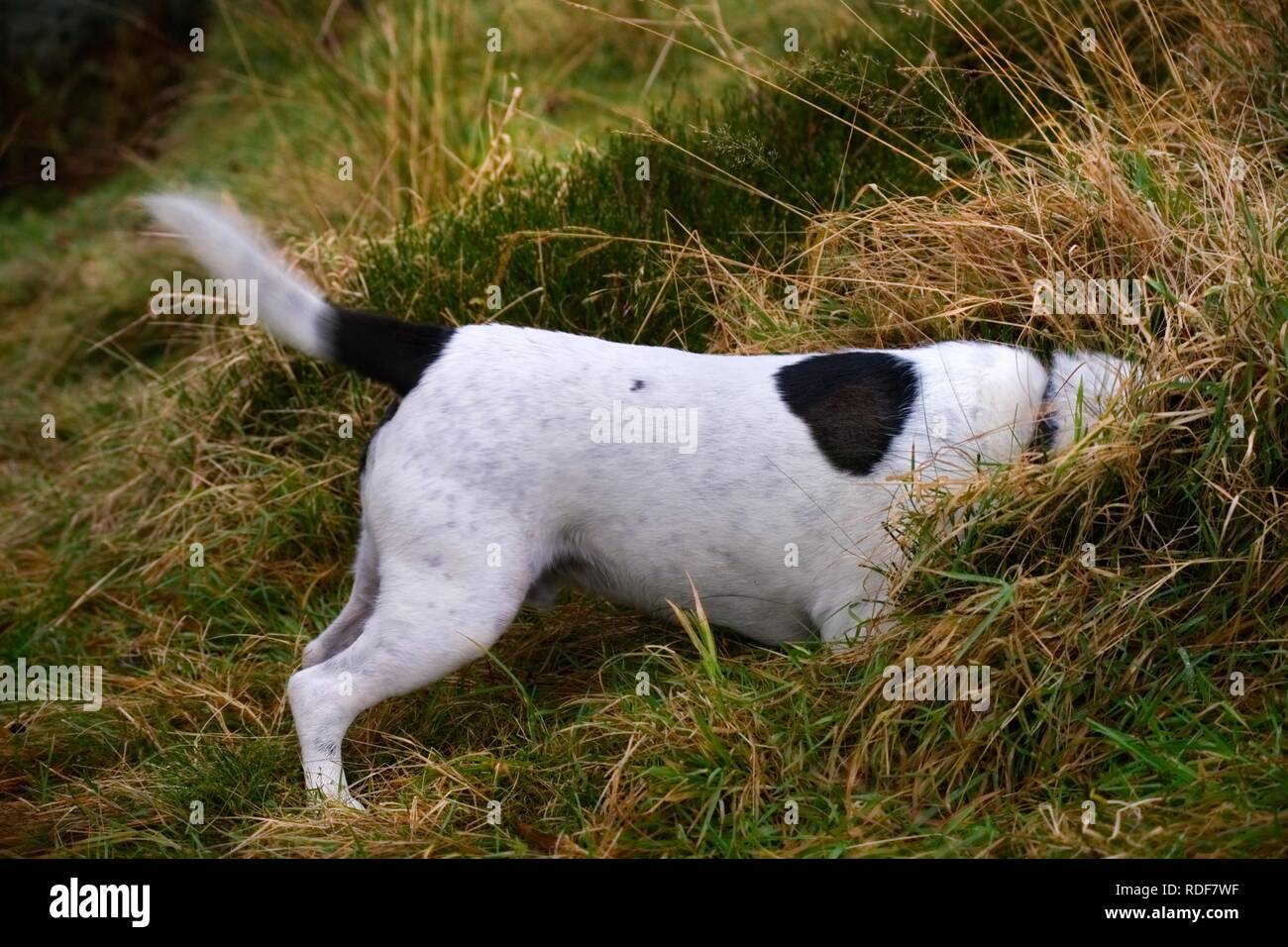 Die weißen und schwarzen Kreuz terrier Typ Hund wagging Tail während begeistert Sniffing, Kopf in ein Büschel Gras in einem Feld im Freien Stockfoto