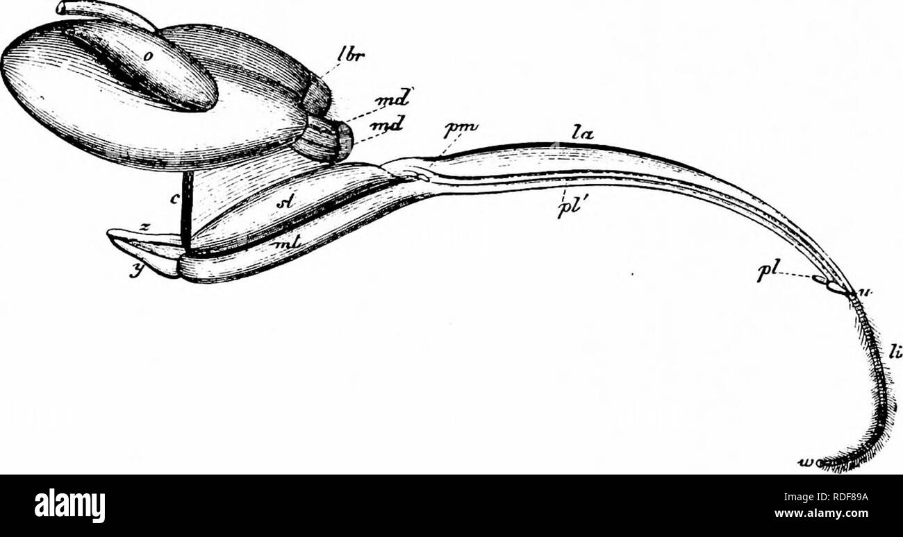 . Handbuch der Blume Bestäubung: auf Hermann Mu?ller Arbeit" die Befruchtung der Blüten durch Insekten". Düngung von Pflanzen. 156 Einführung Haare, die auch den Geschmack der nächsten Nektar schmeckte verwöhnen. Aber durch Prüfung der hgula eines hoch spezialisierten Biene unter einer hohen Leistung des Mikroskops, eine besondere Anordnung, durch die diese Unvollkommenheit vermieden wird leicht erkannt werden. In weniger spezialisierten Bienen die gesamte Länge der Zunge durch eine massive chitinous Stange unterstützt wird; aber in mehr spezialisierte Bienen diese Stange ist in einem Kapillarrohr, das in den Hohlraum wird konvertiert Stockfoto