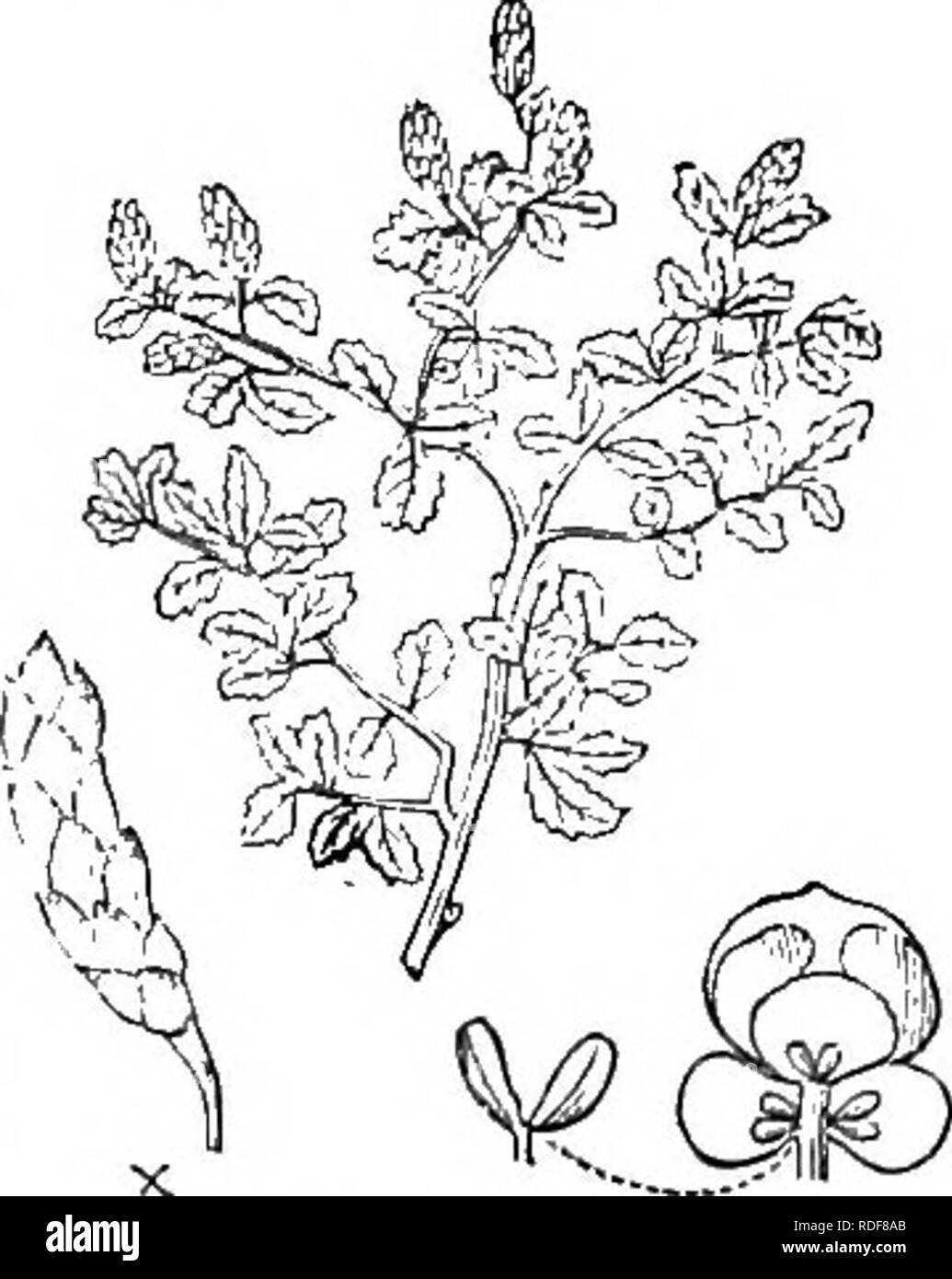 . Bäume und Sträucher: eine Übersicht des Arboretums et fruticetum britannicum: Mit der Hardy Bäume und schrubs von Großbritannien, einheimischen und ausländischen, wissenschaftlich und im Volksmund beschrieben: Mit ihrer Vermehrung, Kultur und verwendet und Gravuren auf fast alle Arten. Bäume, Sträucher, die Wälder und die Forstwirtschaft. 3. JS. (?^.) FRUTico eines Pall. Die Strauchbirke. Willd. Sp. PI., 4., S. 466.; N. quebecc^ nsis und unsere m Identifikation. Pall. Ross., 1. s. 62. Du Schinken., 3. S. 20 S. Synonyme. B. hilmilis Schuhschra Sal. S. 56.; B. Wohnz. der Gesells. NaturJ. Freunde, 5. s. 196. Gravuren. Pall. Ross., 1.1. 40 Stockfoto