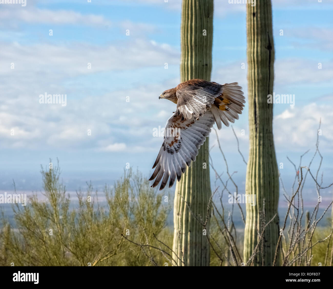 Eisenhaltige Falke im Flug über die Wüste von Arizona Stockfoto