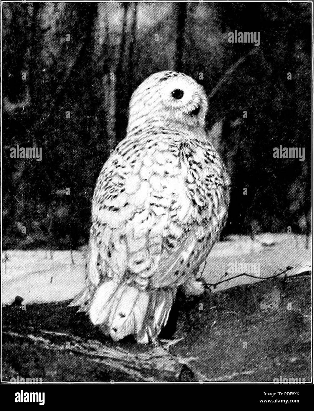 . Die American Natural History; eine Stiftung für nützliches Wissen der höheren Tiere von Nordamerika. Natural History. 224 ORDEKS DER VÖGEL - BIEDS der Beute Kombination decken nahezu das gesamte Nordamerika nach Costa Rica. Auf Grund der lebende Nahrung im Winter zur Verfügung, diese Vögel sind nicht Zugvögel. Die Verschneite OwP ist ein Vogel der Arktis Abfälle, und den Norden der USA erreicht nur als Besucher. Sein Auftreten mit uns aus Knappheit während einigen Jahren variiert auf eine Fülle während andere. Im Dezember, 18 S 6,- beginn der schrecklichen Winter, die über 90 p getötet Stockfoto