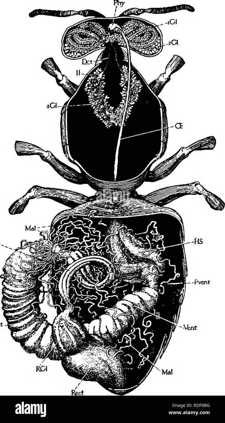 . Imkerei, eine Diskussion über das Leben der Honigbiene und der Produktion von Honig. Bienen und Honig. 112 Imkerei Schiemenz/und nach ihm von Cheshire,^ die Quelle der Nahrung durch die Arbeit gegeben werden - ers zu den larvse der Königinnen, Drohnen und Arbeiterinnen. Es wird behauptet, dass die Entwicklung dieser Drüsen in Anteil auf die besondere Ghettoisierung der Arten, die in der Ernährung der larvffi; in Hummeln (BOMBUS) Sie sind sowie der Biene entwickelt. Sie sind weniger anstrengend für die zunehmend in Psi kleinere thyrus, Andrena und Anthophora. Da die Verfütterung von einigen dieser Arten ist völlig anders als die Stockfoto