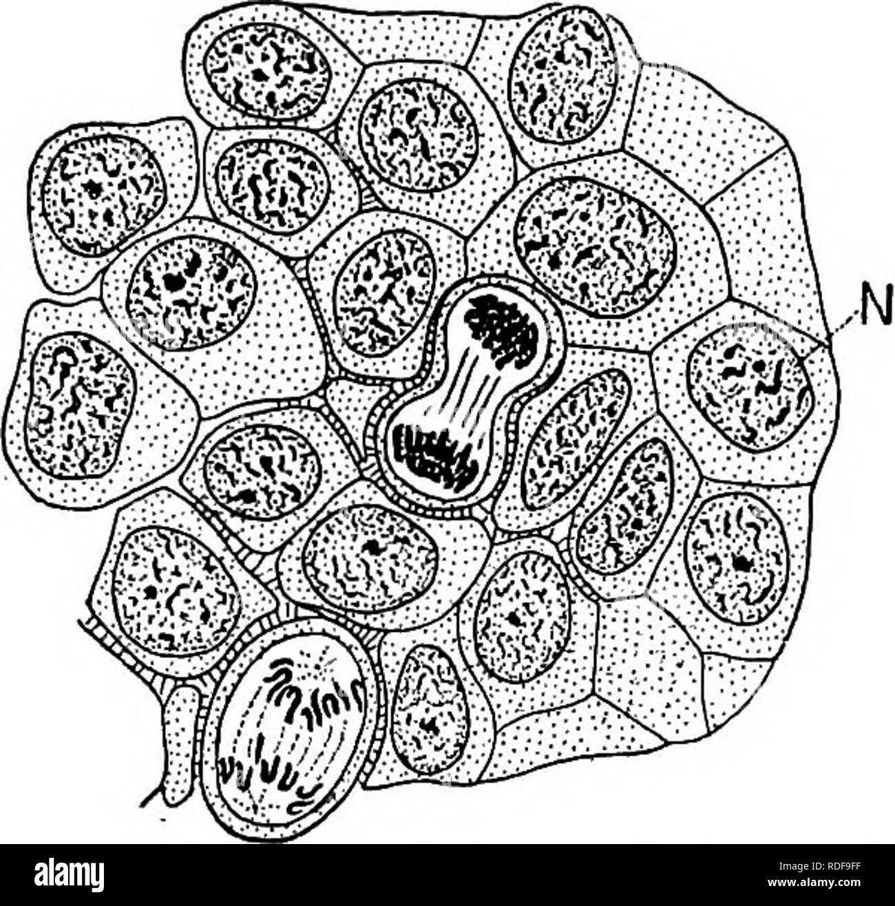 . Imkerei, eine Diskussion über das Leben der Honigbiene und der Produktion von Honig. Bienen und Honig. Das Leben des Einzelnen 95 ten Teil des protoplasma ist vor allem während der Zellteilung aktiv und trägt der besonderen Organe (Chromosomen), instrumental als Träger der erblichen Zeichen. Den Kern und die umgebende Protoplasma sind eng in ihren Funktionen vereint und sind nicht in der Lage, SEPA-rate Existenz. Der Kern ist in seiner ruhenden Zustand, in der Regel in Form abgerundet, während die restlichen Protoplasma ist in verschiedenen Formen nach der speziellen Funktionen des c Stockfoto