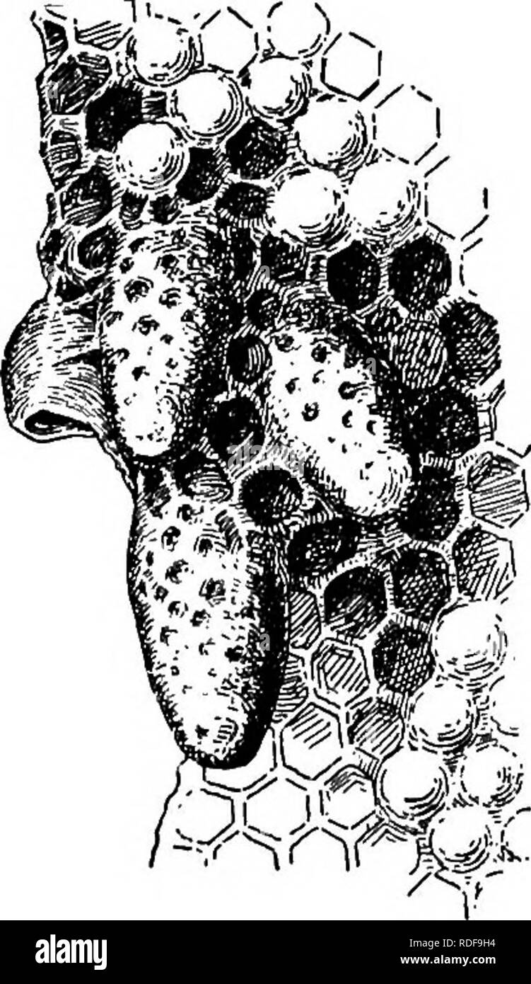 . Imkerei, eine Diskussion über das Leben der Honigbiene und der Produktion von Honig. Bienen und Honig. 62 Imkerei möglicherweise zu den einfachen Kernspaltung oder Abteilung in der Protozoen, durch die sie in die Zahl vergrößern beobachtet verglichen werden. Vorbereitung für das Schwärmen. Als die Kolonie steigt in der Stärke, die Aufzucht der Brut nicht mehr an den Arbeitnehmer und drone Zellen aber spezielle Königin Zellen beschränkt werden gebaut (Abb. 45), in der die Weiblichen Larven sind ein speziell zubereitetes Essen, Gelee Royale gefüttert, und in denen, die im Laufe der Entwicklung derart geändert, dass es Ergebnis Königinnen mit ihren besonderen Organe statt o Stockfoto