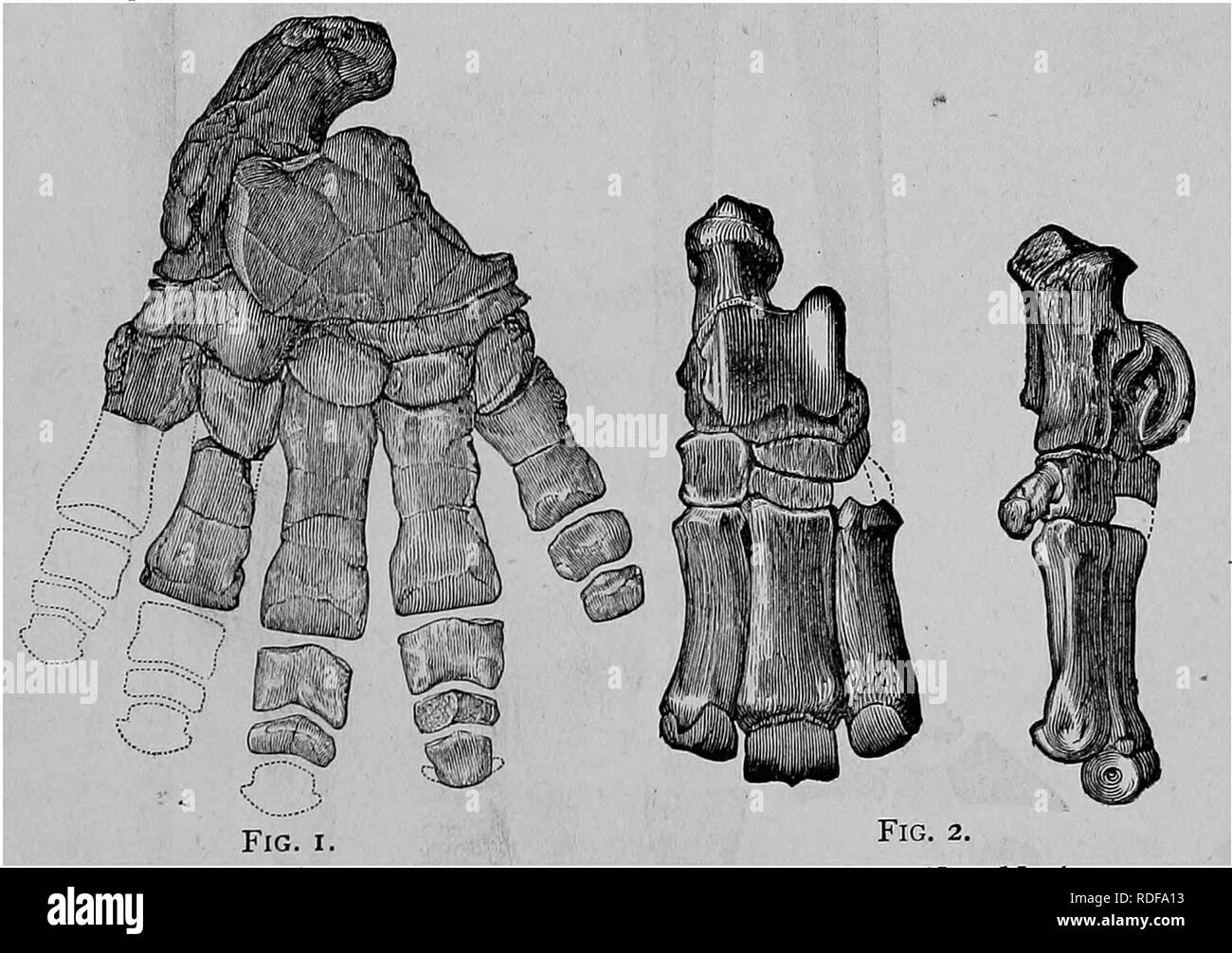 . Cope Papers, 1871 [1897. Zoologie; Paläontologie. Ich 88 Ich.] auf