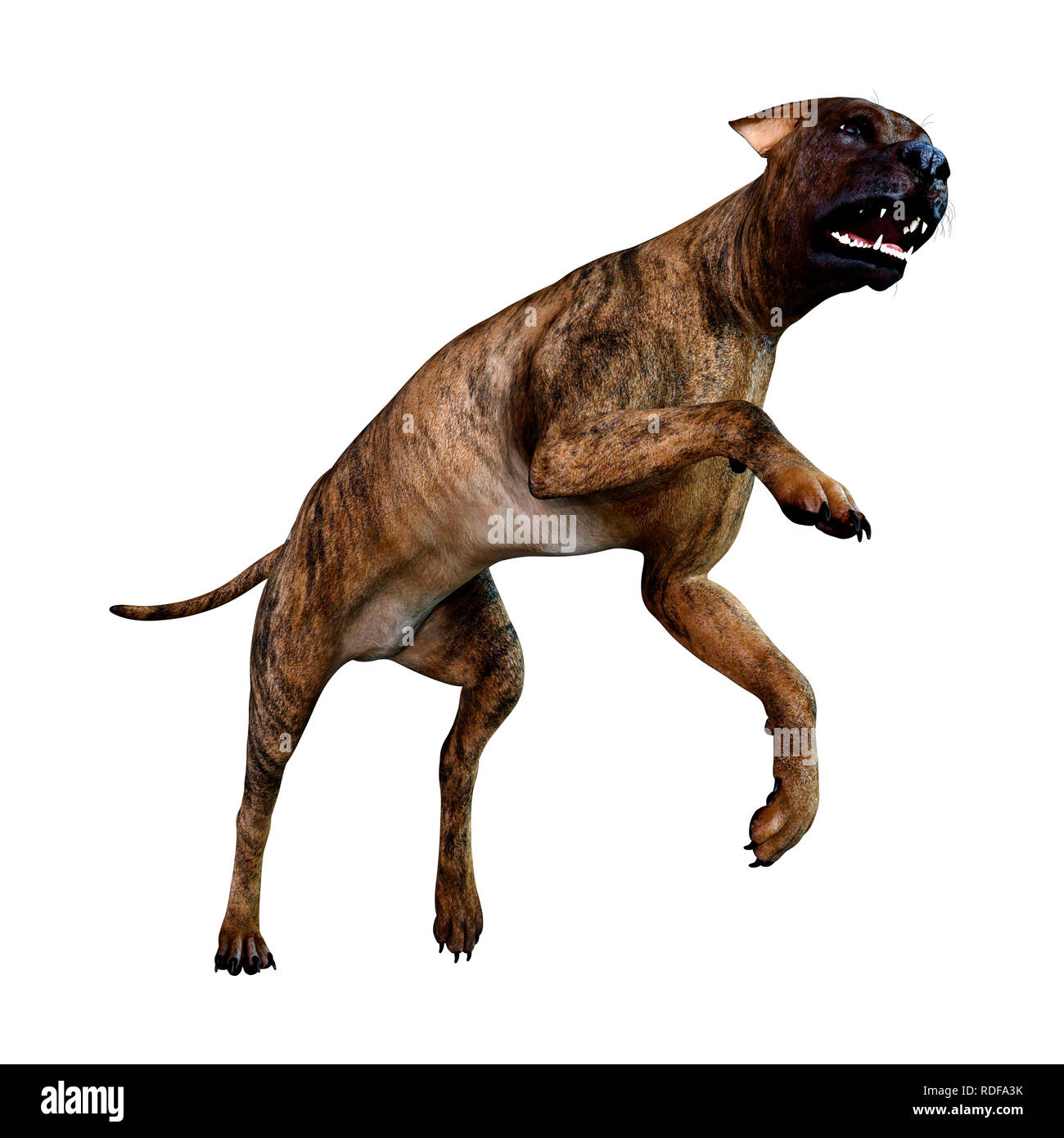 Great Dane Dog Jumping Stockfotos und bilder Kaufen Alamy