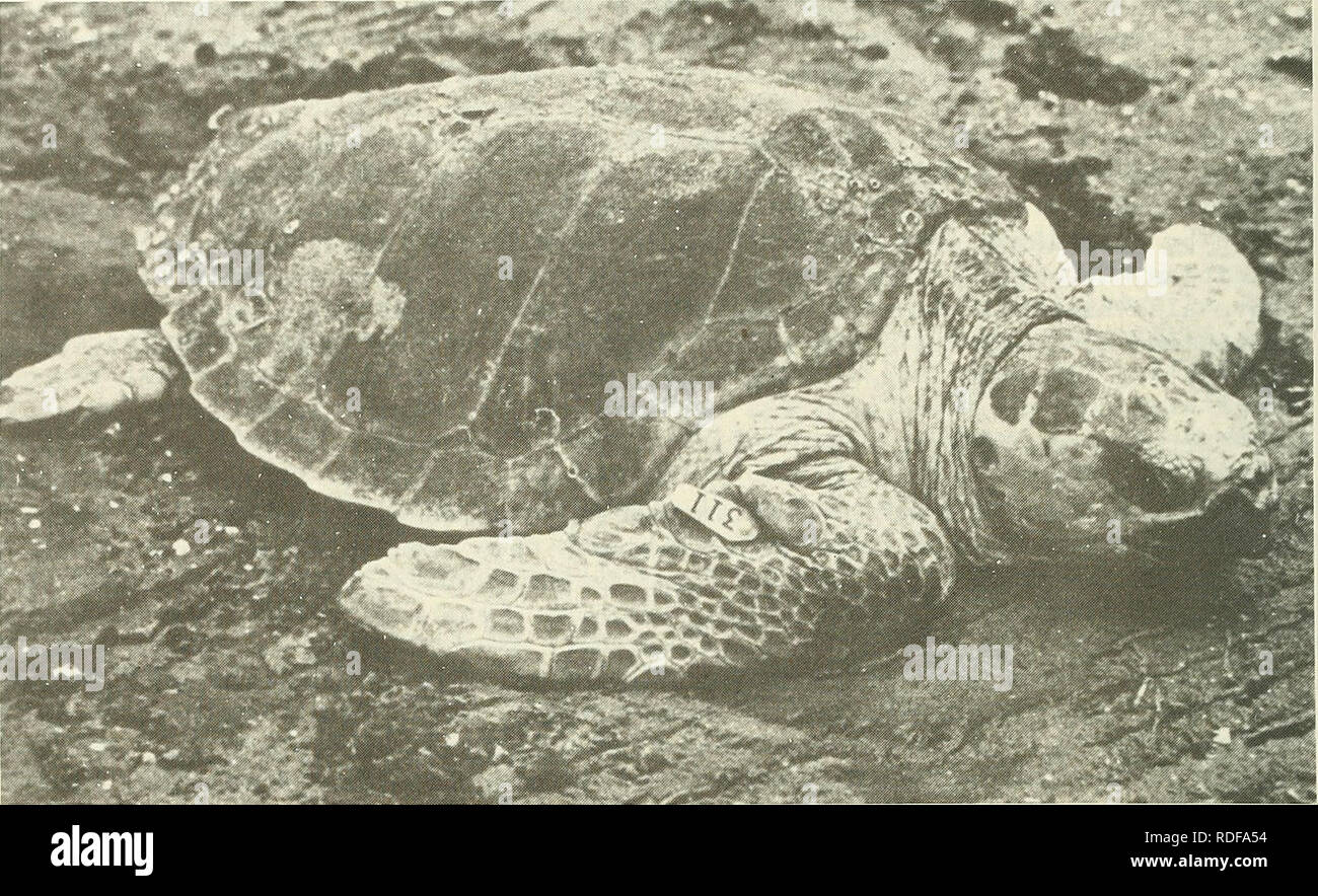 . Auswirkungen der Strand Nahrung und Kreditaufnahme auf marine Organismen. Strände; Meerestiere. Abbildung 7. Nesting Meeresschildkröte. 6. Wasser- und Sedimentqualität. Probleme mit Anoxischen Sedimenten und Nährstoff Freigabe in der küstennahen Zone eines energiereichen Strand als Ergebnis der Strand Nahrung nicht wichtiger zu sein, weil die edlen Materialien, die hohe in organische Verbindungen sind in der Regel offshore verschoben werden und Sulfide sind schnell oxidiert. Das restliche Material am Strand ist in der Regel ähnlich oder größer in der Korngröße, die vor der Nahrung. Hochenergie- Strände sind in der Regel aus grobem Material, dass Alle Stockfoto