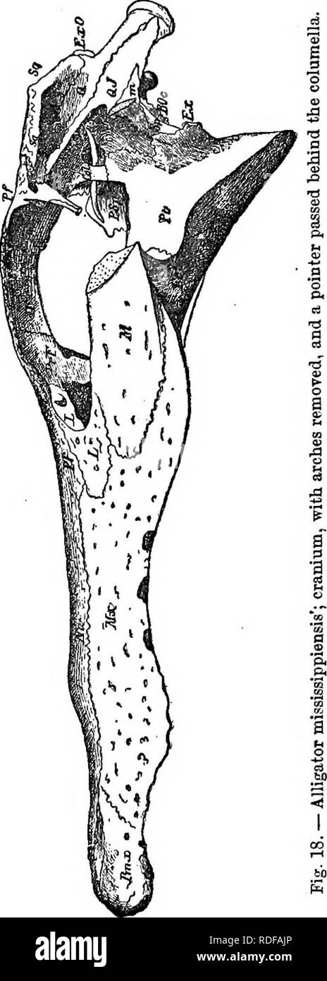 . Cope Papers, 1871 - [1897. Zoologie; Paläontologie. Zoologie. 219 Preise Es infeiiorly Vom exoccipital in mehreren Arten, die superior Naht ist, oder unsichtbar. Die opisthotio bekannt ist deutlich in der knöchernen Ganoids und Teleostei zu sein. 5. Auf der Homologien des Squamosal JBone. Da diese Knochen, dessen Name sich von seiner Vertreter von Säugetieren stammt, wird es gut sein, dass die Klasse zu verfolgen. Es kann als die Knochen, die den Raum zwischen den prootic vor belegt definiert werden, die Opis - thotic hinter, und der Parietalen oben, die ringplatte die Congelador Knochen oder Meatus überlegen, und Formen. Stockfoto